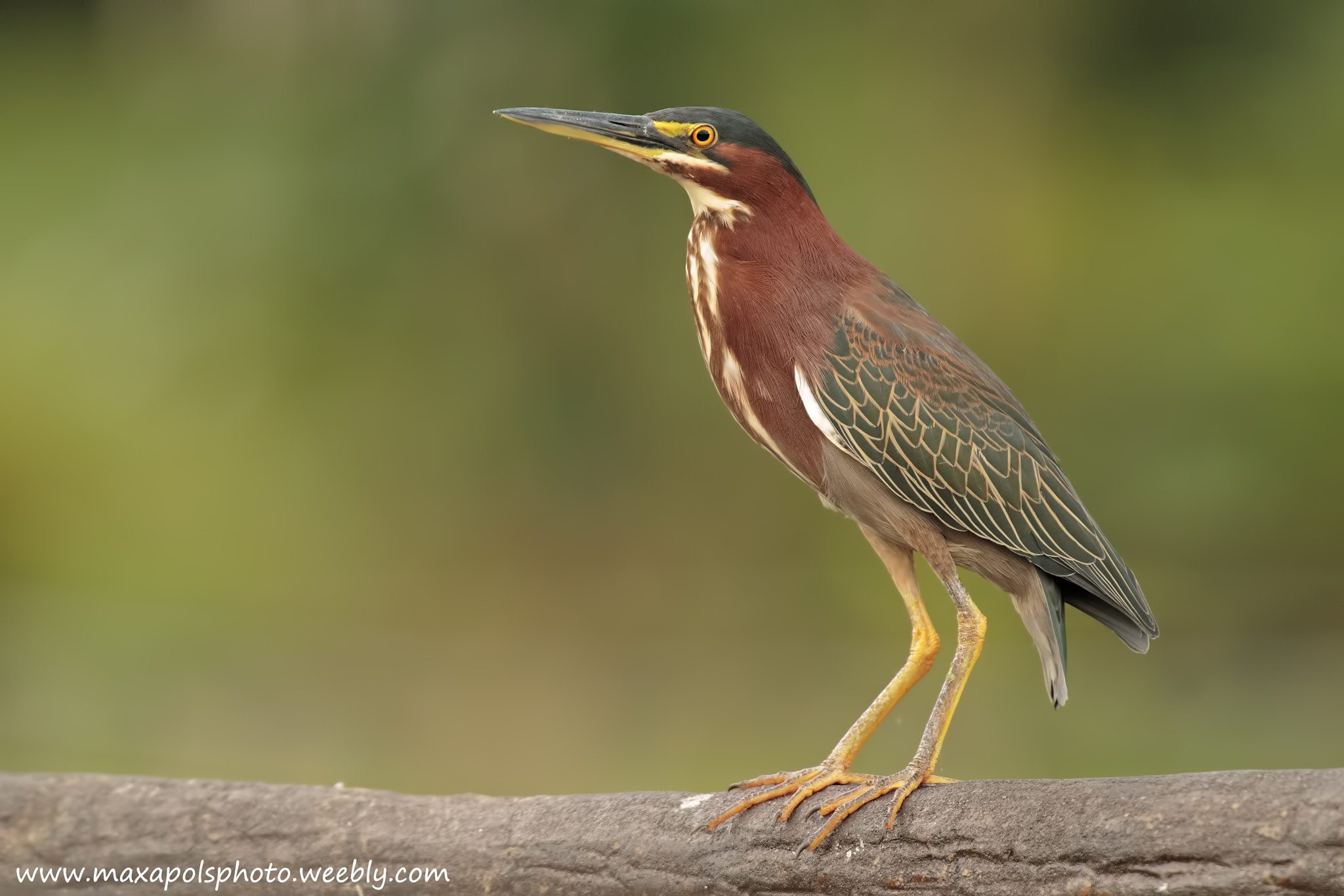 Canon EOS-1D X + Canon EF 300mm F2.8L IS USM sample photo. Green heron photography