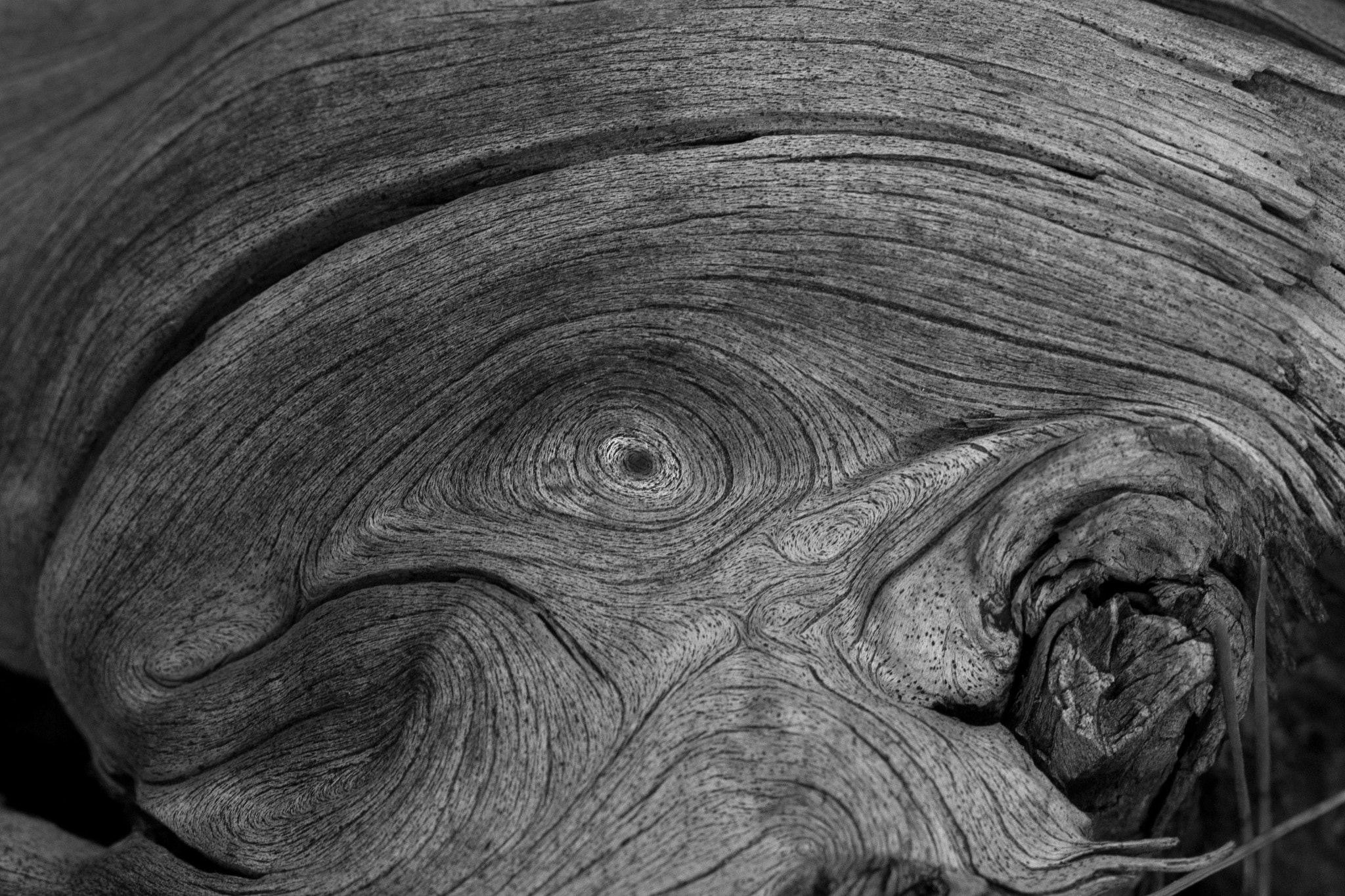 Canon EOS 5D + Canon EF 100mm F2.8L Macro IS USM sample photo. The wood's eye photography