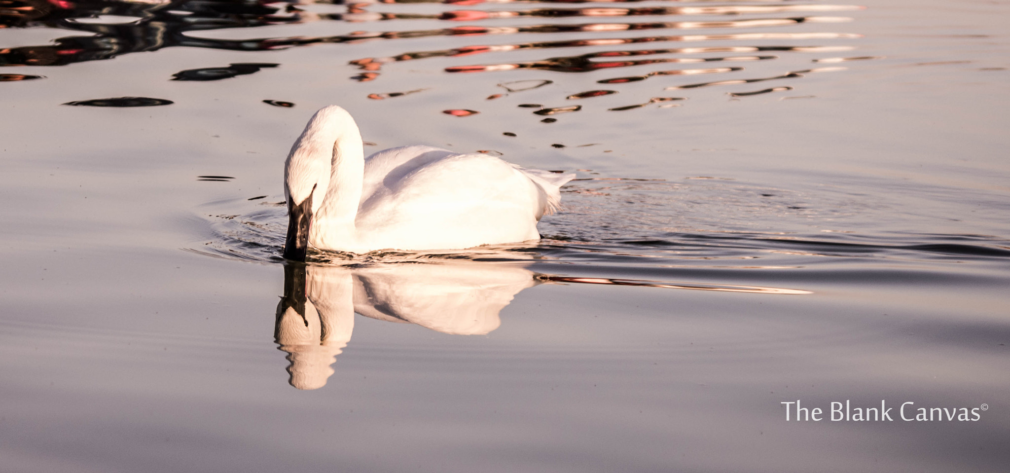 Pentax smc DA 50-200mm F4-5.6 ED WR sample photo. Reflecting me.. photography