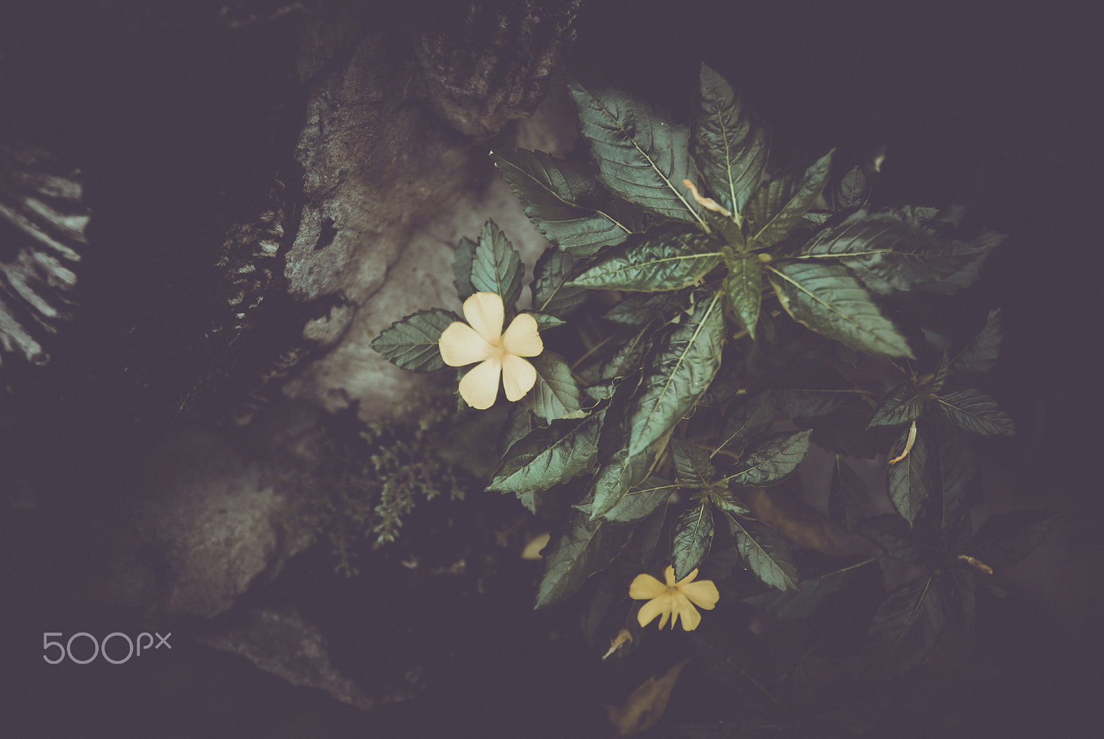 Nikon D60 sample photo. Yellow flowers on rock photography