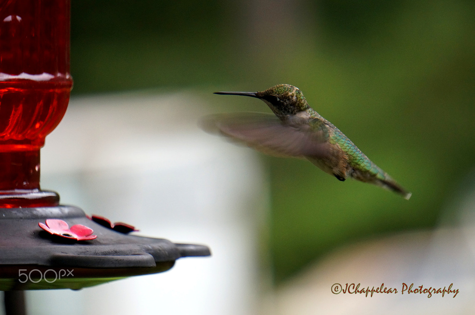 Sony Alpha NEX-5T sample photo. Hummingbird at feeder photography