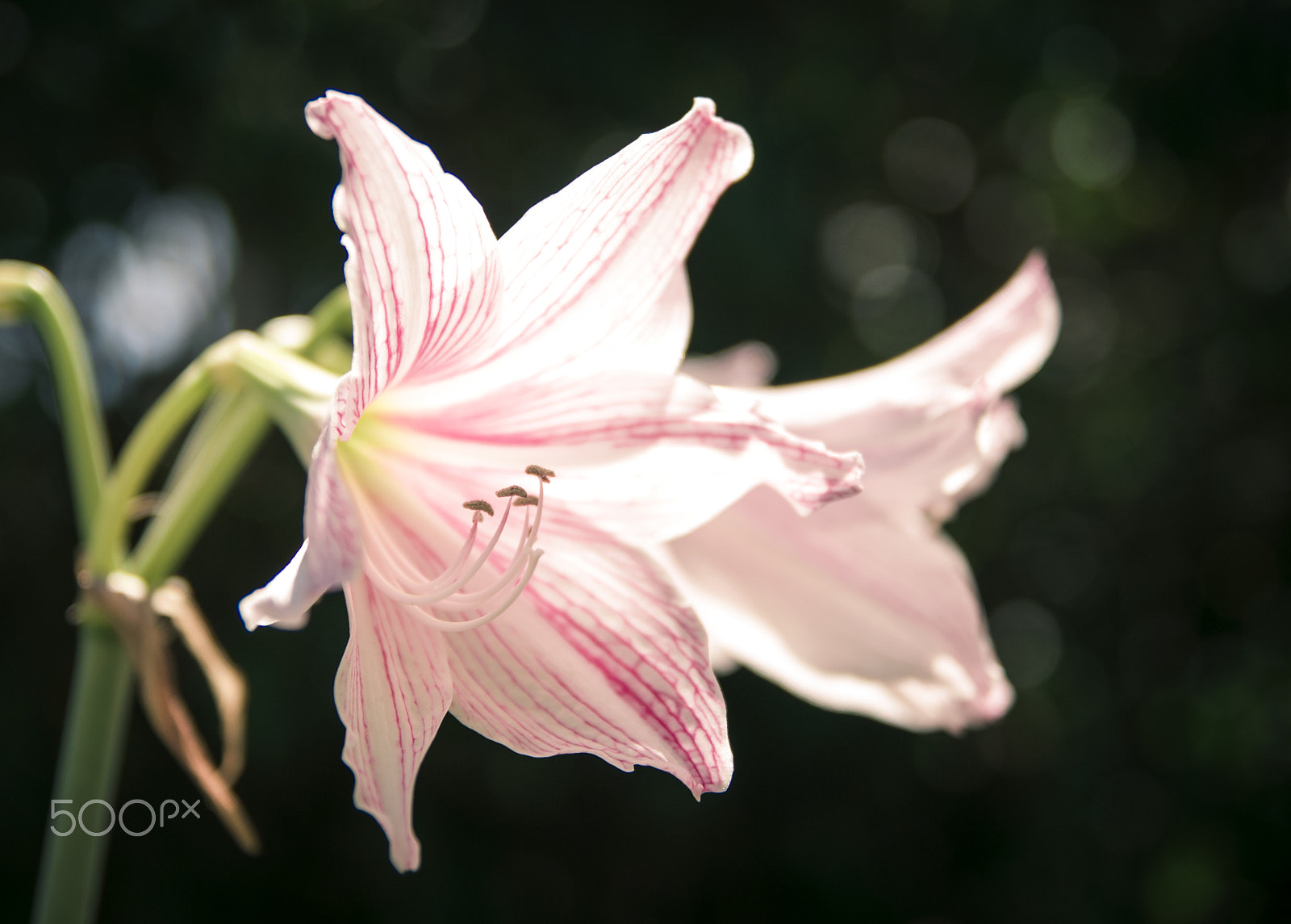 Nikon D60 sample photo. Flower at workplace photography