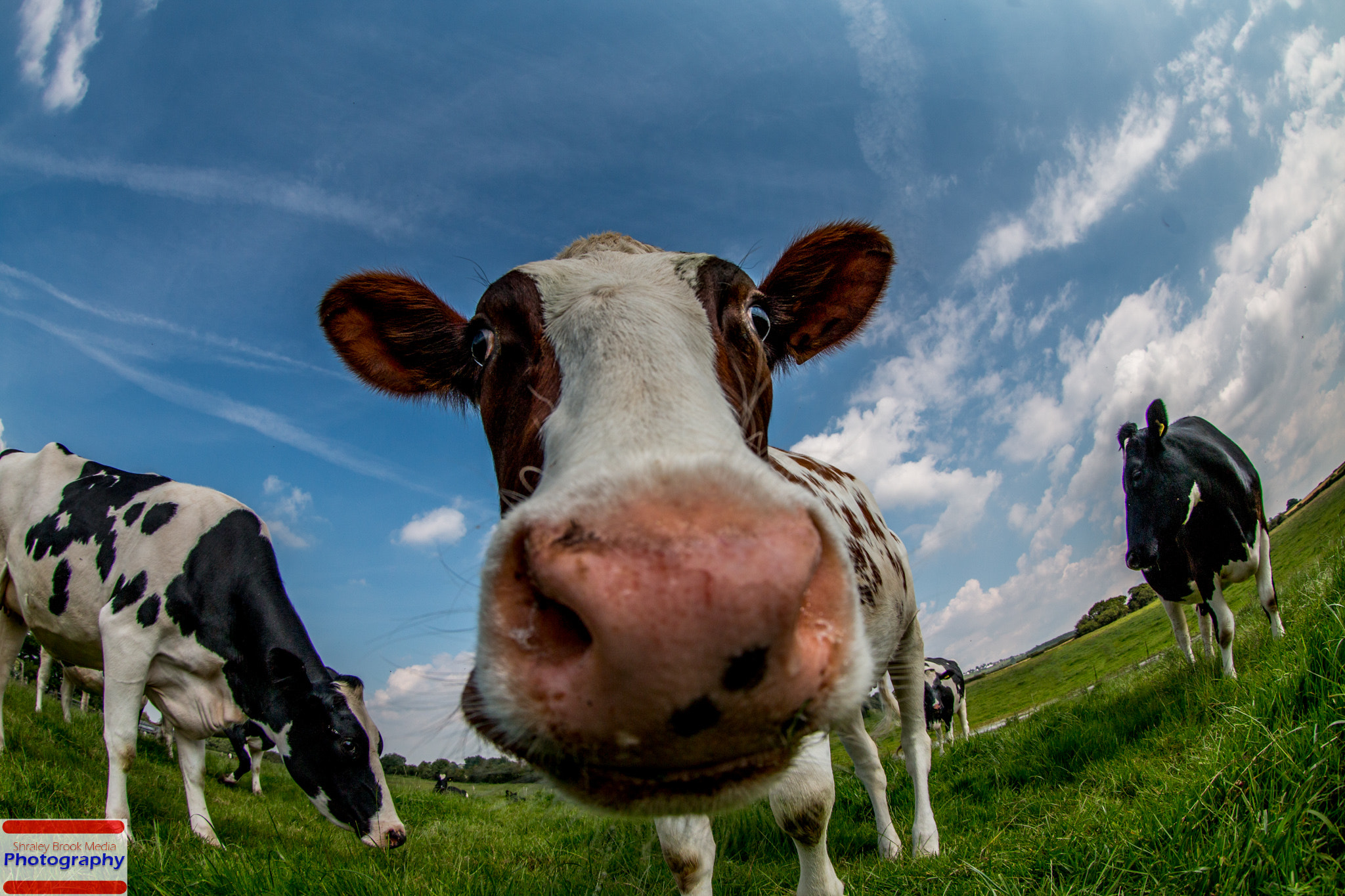 Canon EF 8-15mm F4L Fisheye USM sample photo. Moo! photography