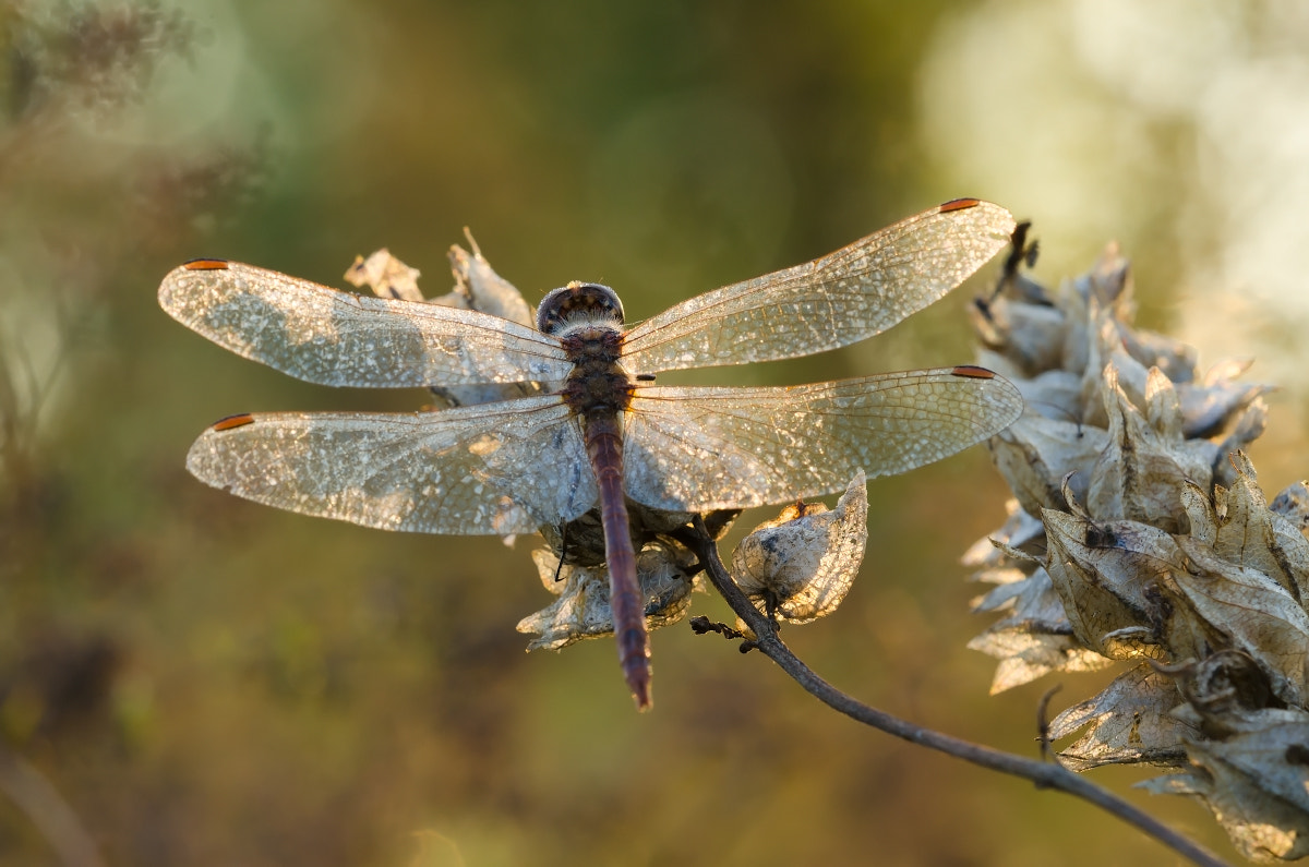 Sigma 150mm F2.8 EX DG Macro HSM sample photo. Morning and dragonfly. photography