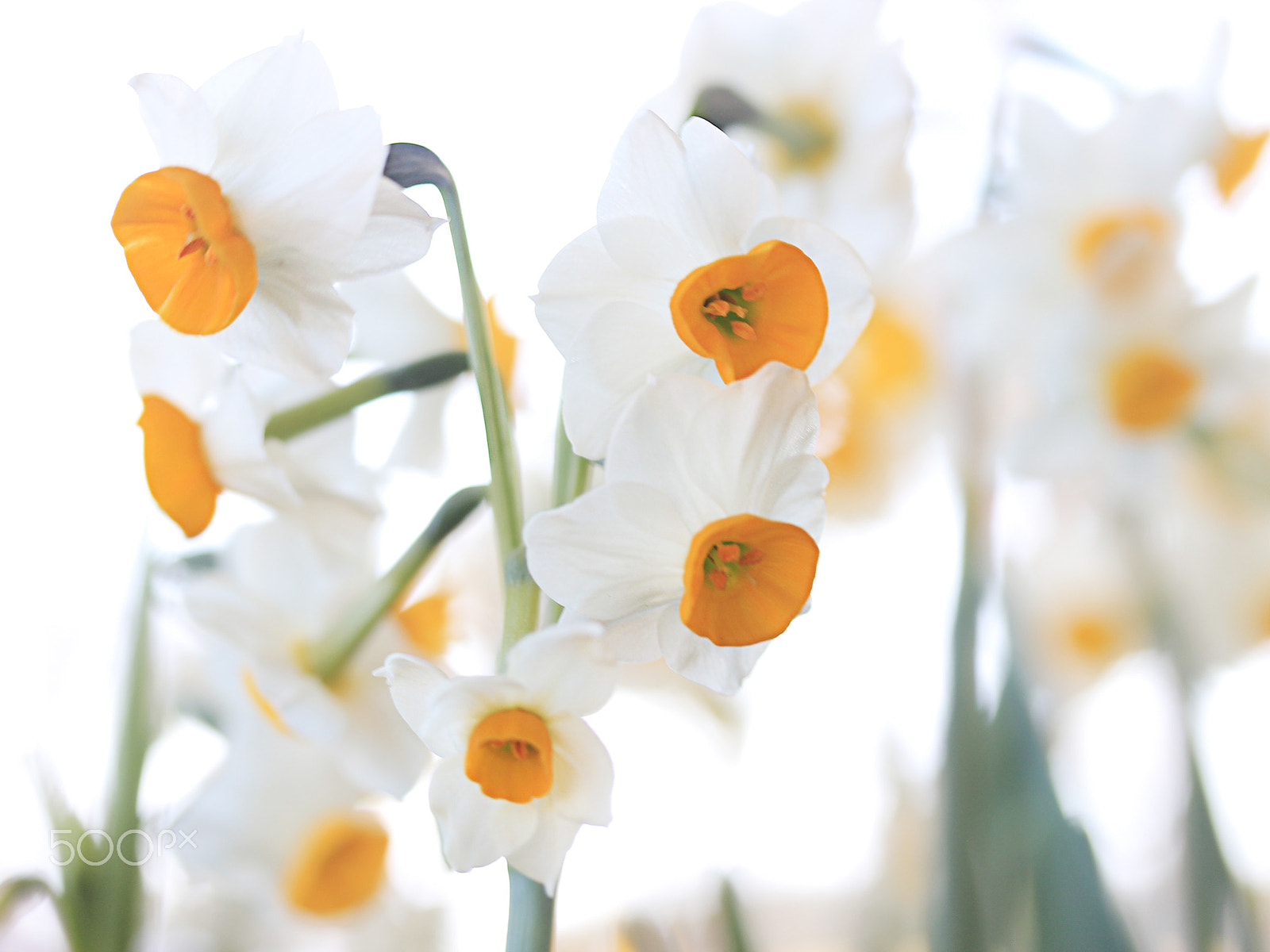 Canon EF-S 60mm F2.8 Macro USM sample photo. 水仙 photography