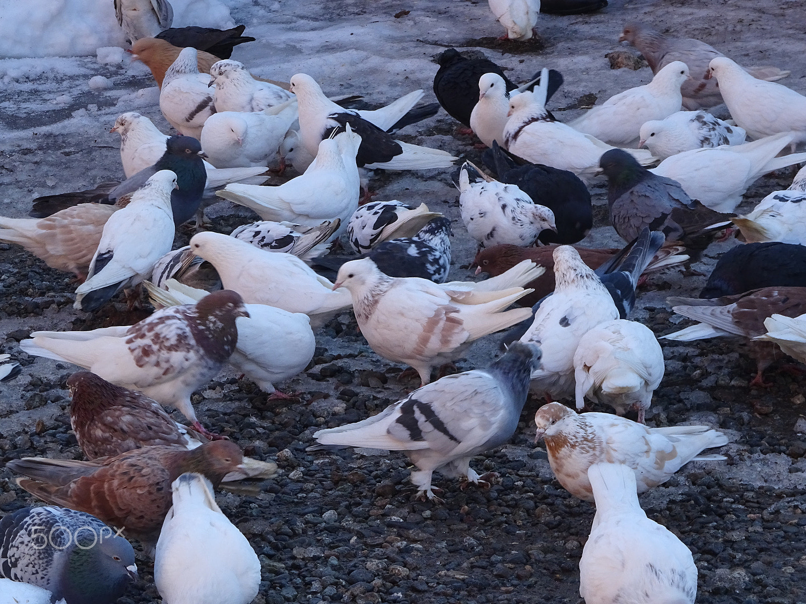 Sony DSC-QX30 sample photo. Pigeons photography