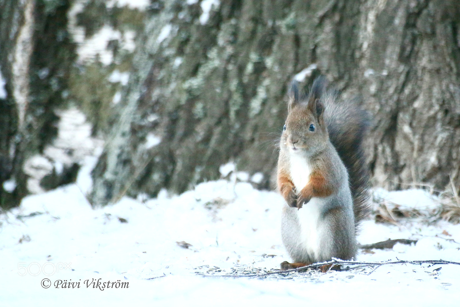 Canon EOS 6D + Canon 70-300mm sample photo. Thank you for food! photography
