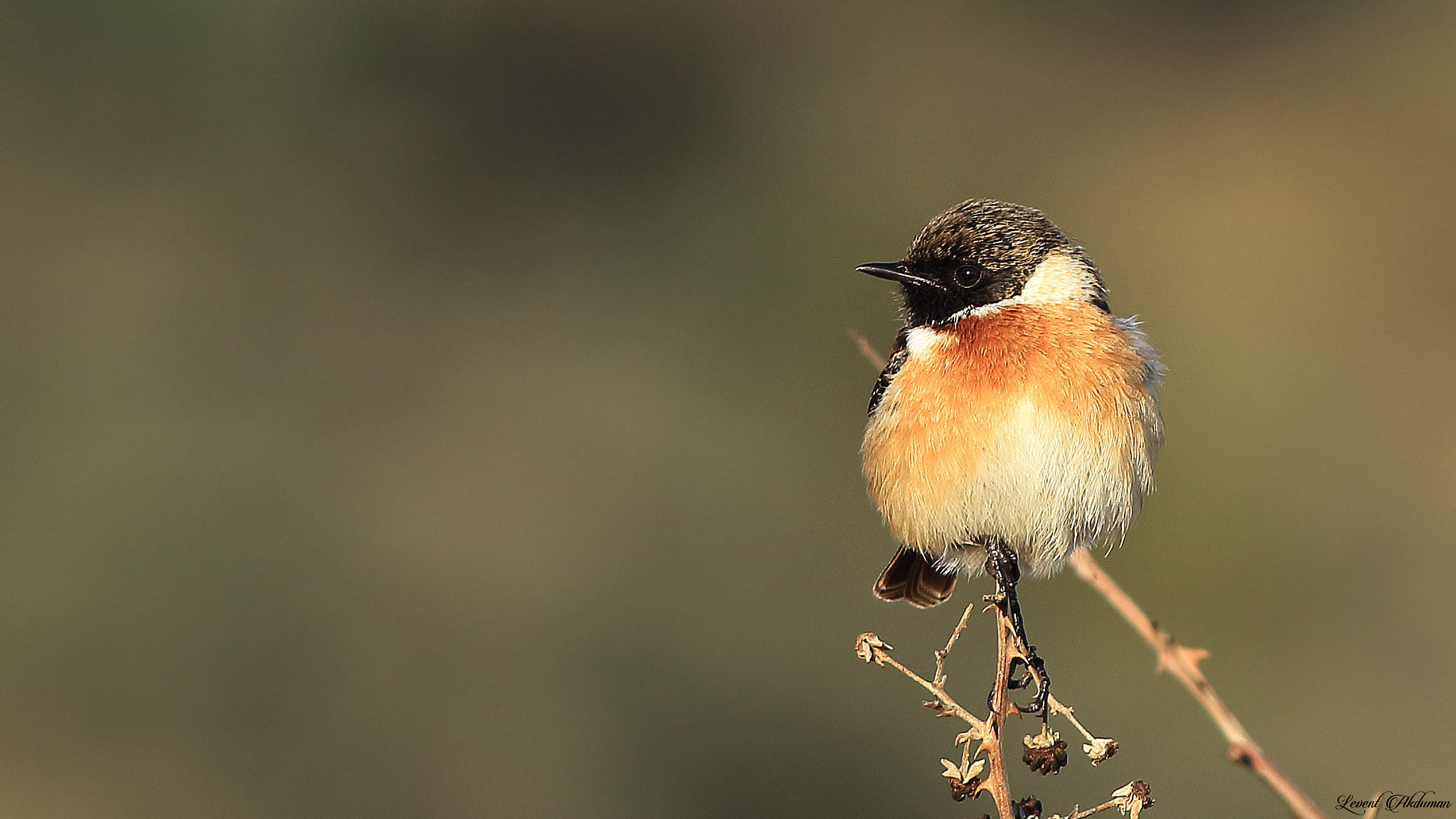 Canon EOS 650D (EOS Rebel T4i / EOS Kiss X6i) + Canon EF 400mm F5.6L USM sample photo. Stonechat photography