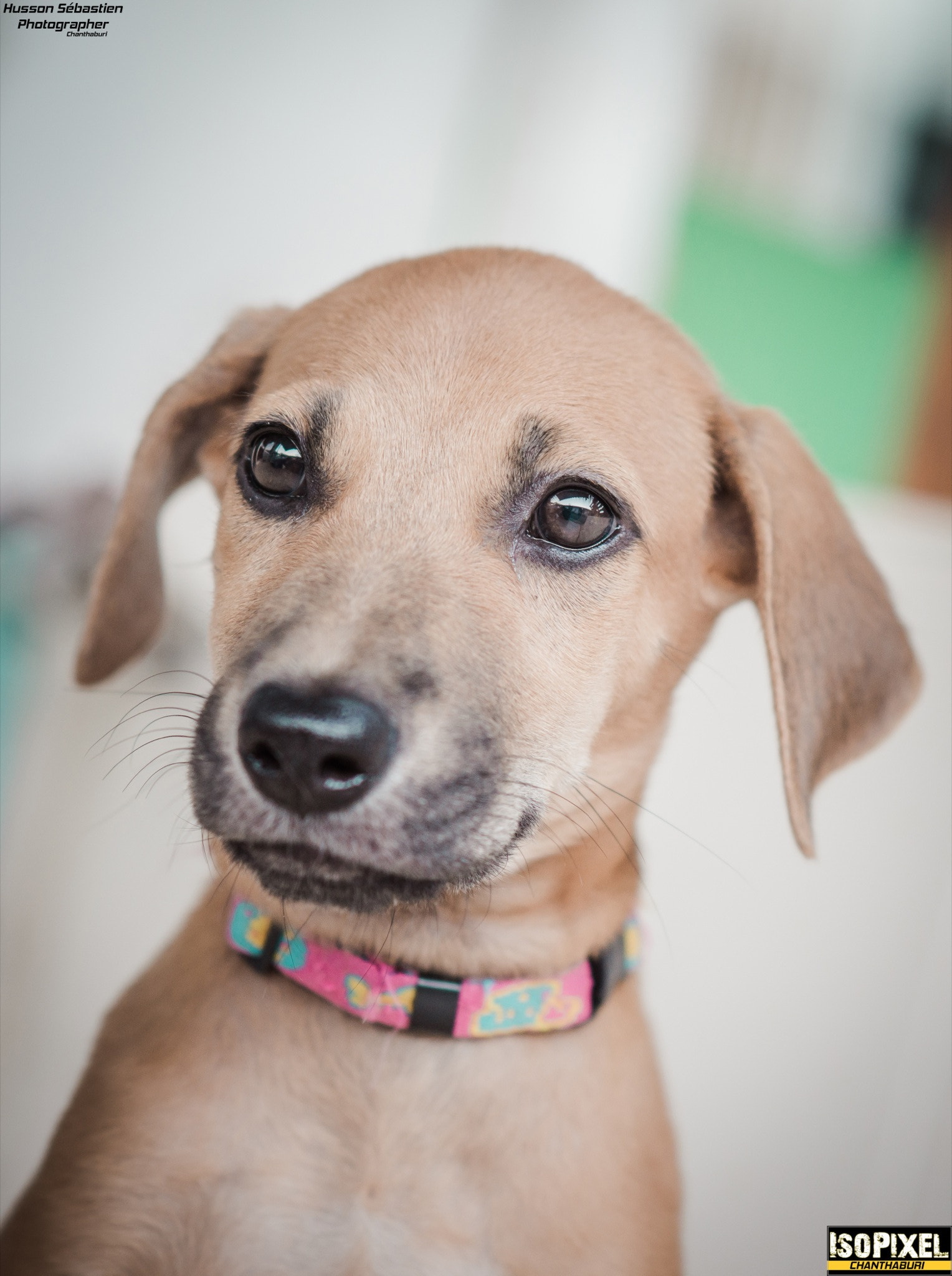 AF Nikkor 85mm f/1.8 sample photo. Lalluhna - original thaï dog photography