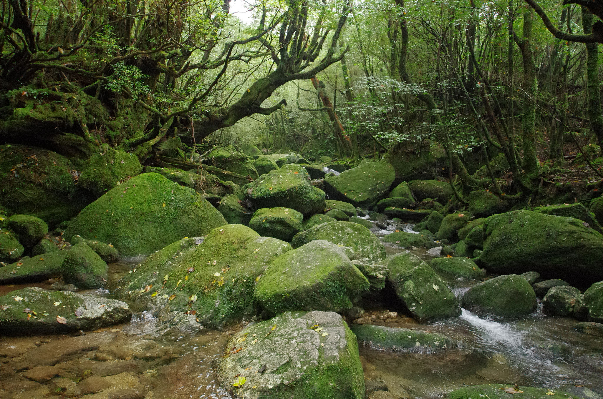 Sigma 8-16mm F4.5-5.6 DC HSM sample photo. Yakushima photography