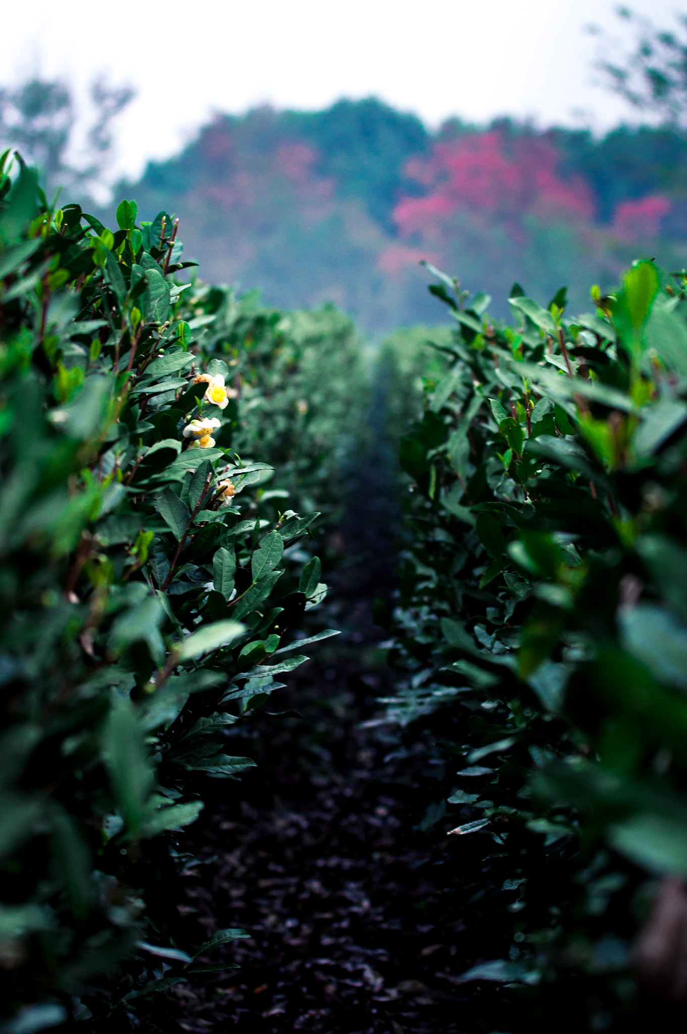 Nikon AF-S Nikkor 70-200mm F4G ED VR sample photo. 茶 photography