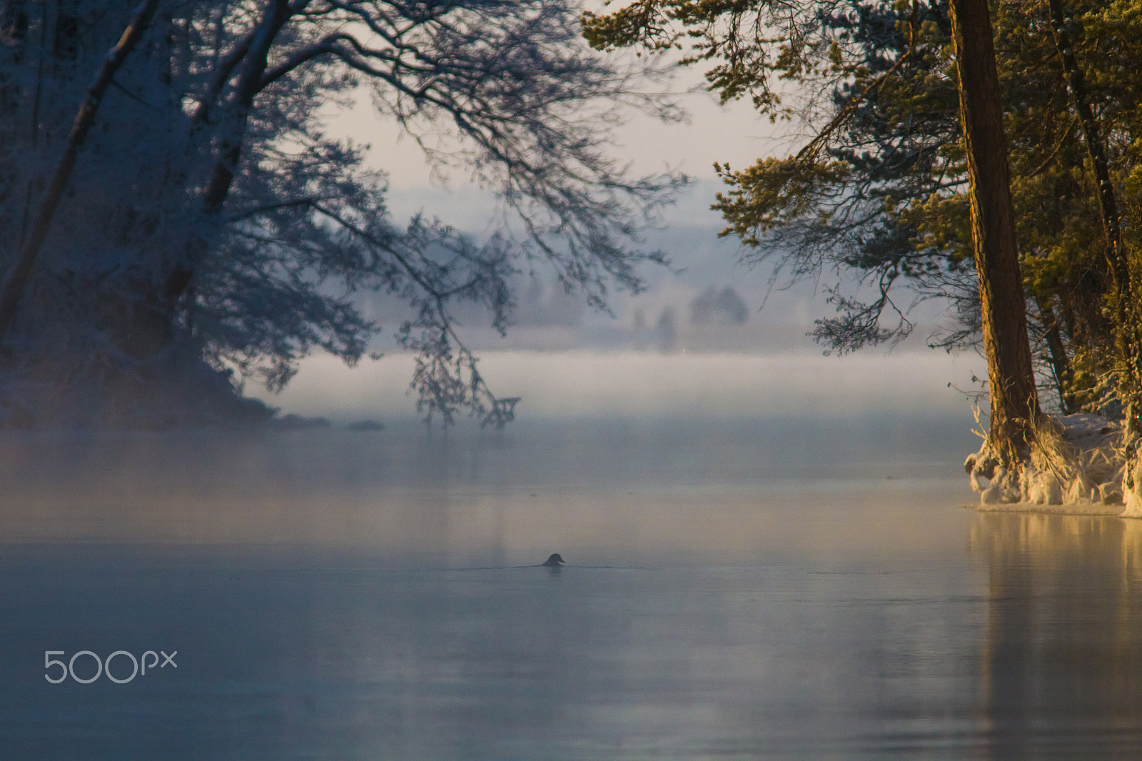 Canon EF 300mm F4L IS USM sample photo. Kalkkinen photography