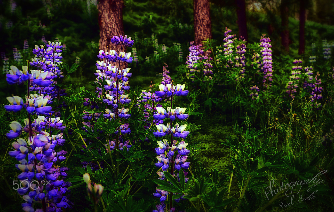 Sony E 18-200mm F3.5-6.3 OSS sample photo. Flowers in iceland photography