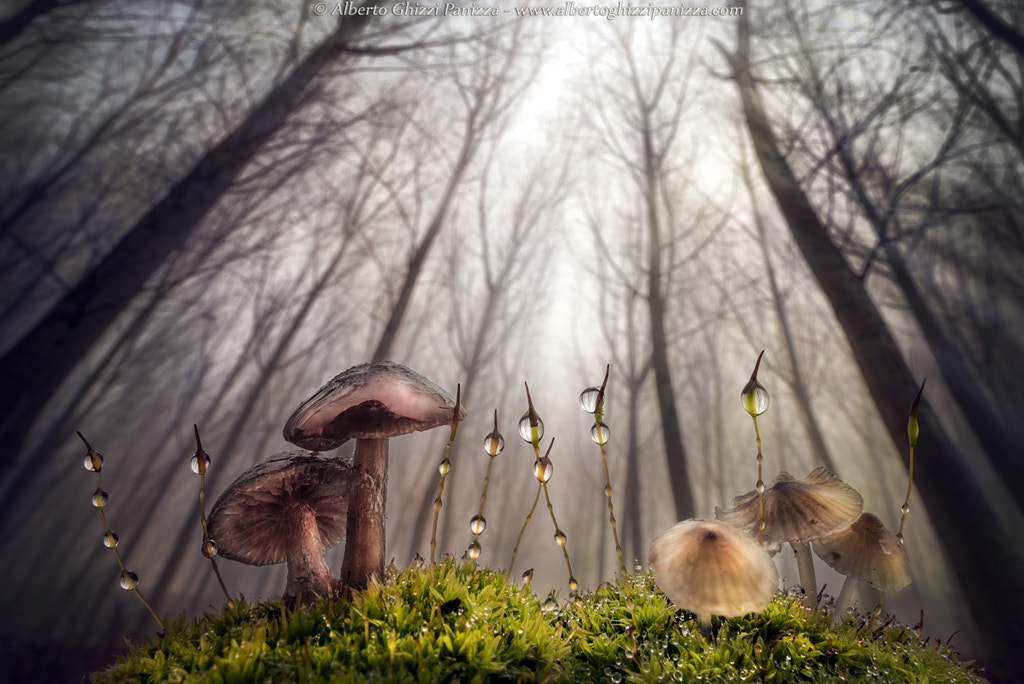 Small and giant creature of the forest by Alberto Ghizzi Panizza on 500px.com