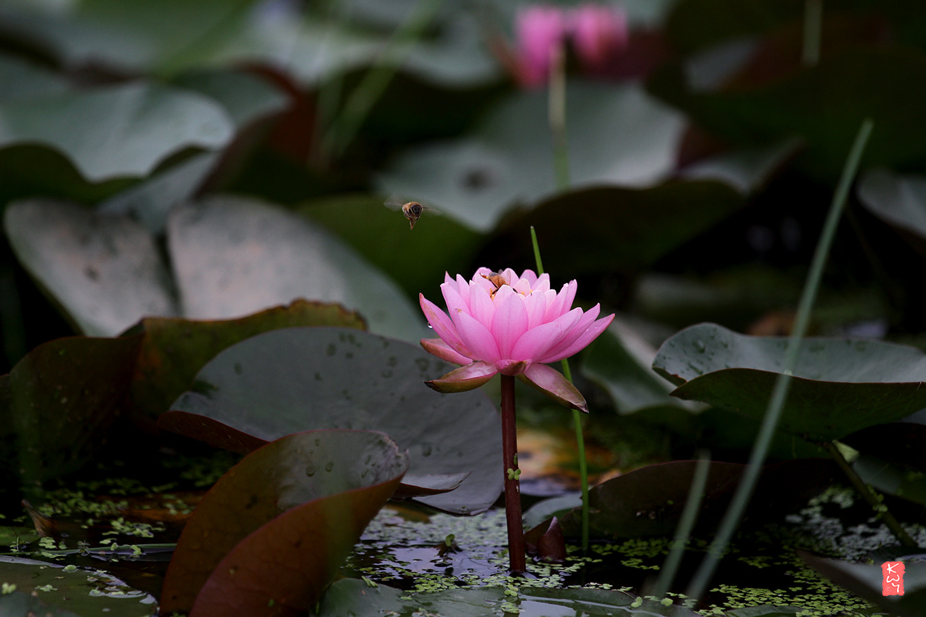 Canon EOS 100D (EOS Rebel SL1 / EOS Kiss X7) + Canon EF 70-200mm F4L IS USM sample photo. Water lily photography