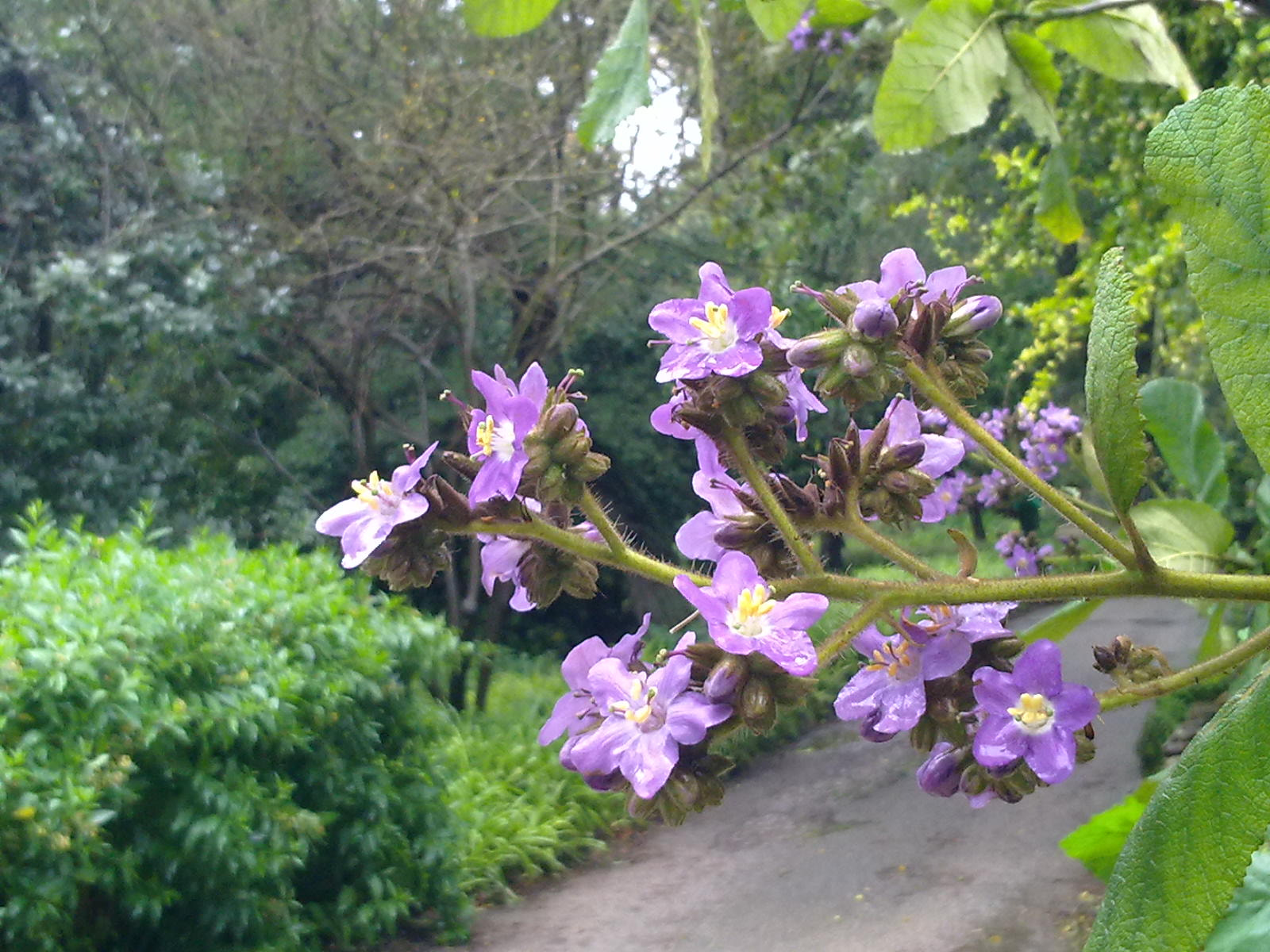 Nokia C6-00 sample photo. Purple flowers photography