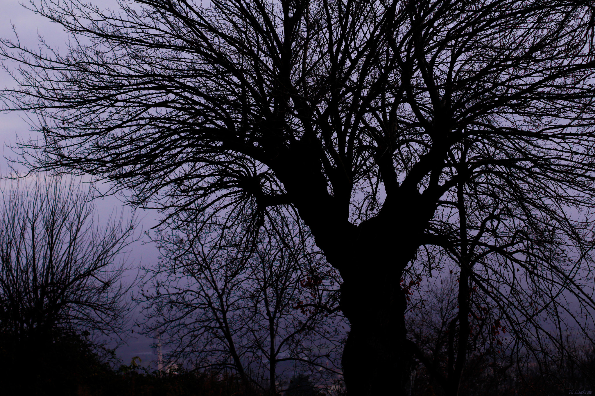 Canon EOS 100D (EOS Rebel SL1 / EOS Kiss X7) + Canon EF 50mm F1.4 USM sample photo. Trees in the fog photography