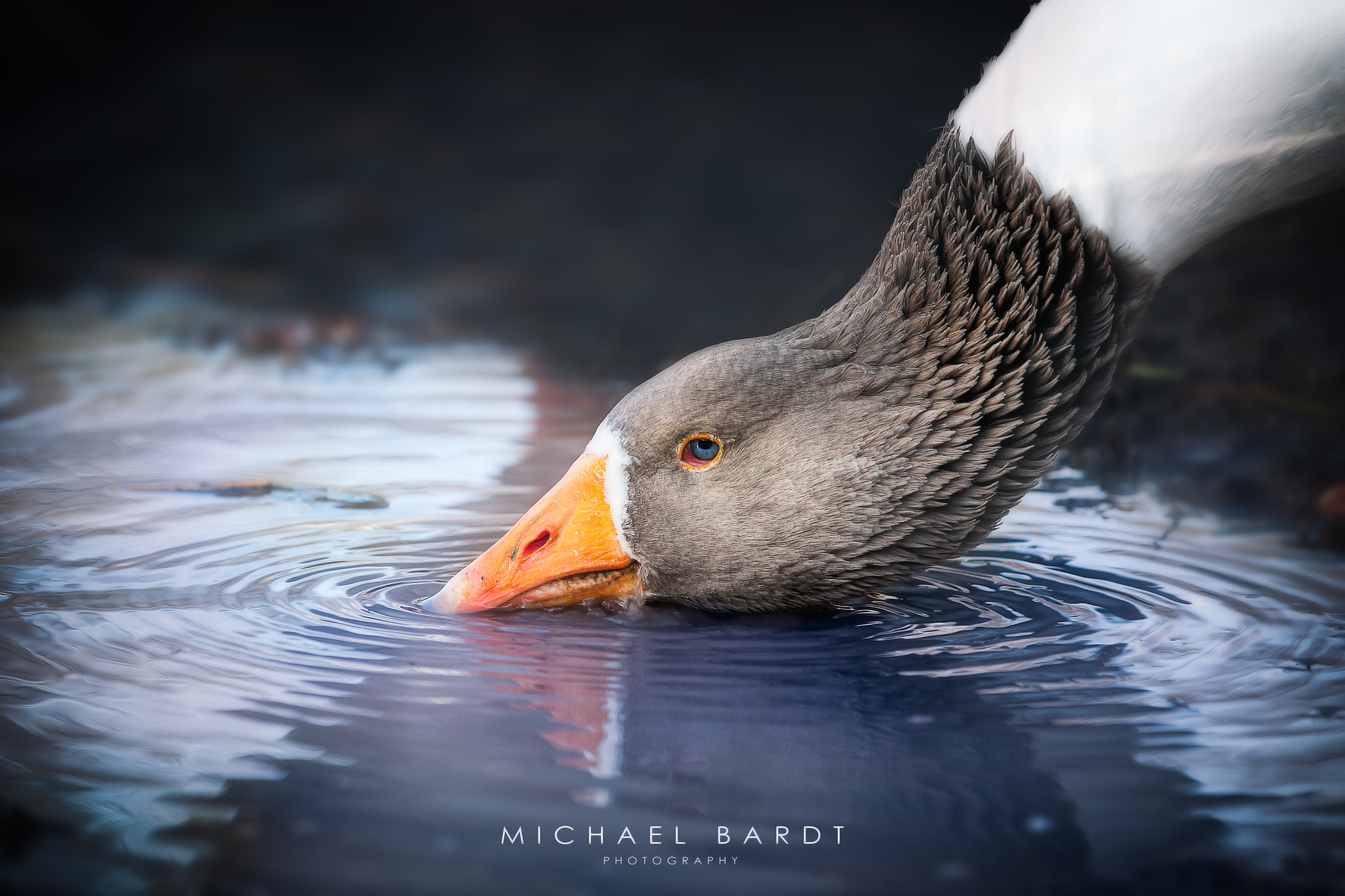 Canon EF 70-200mm F2.8L IS II USM sample photo. Durst photography