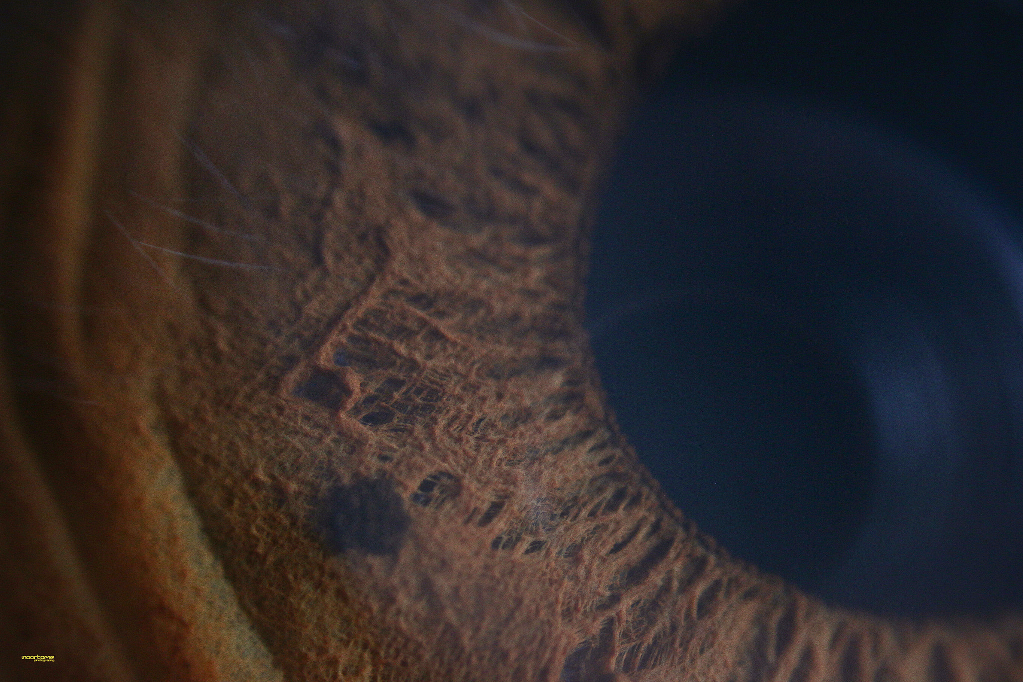 Canon EOS 70D + Sigma 105mm F2.8 EX DG Macro sample photo. Eye photography