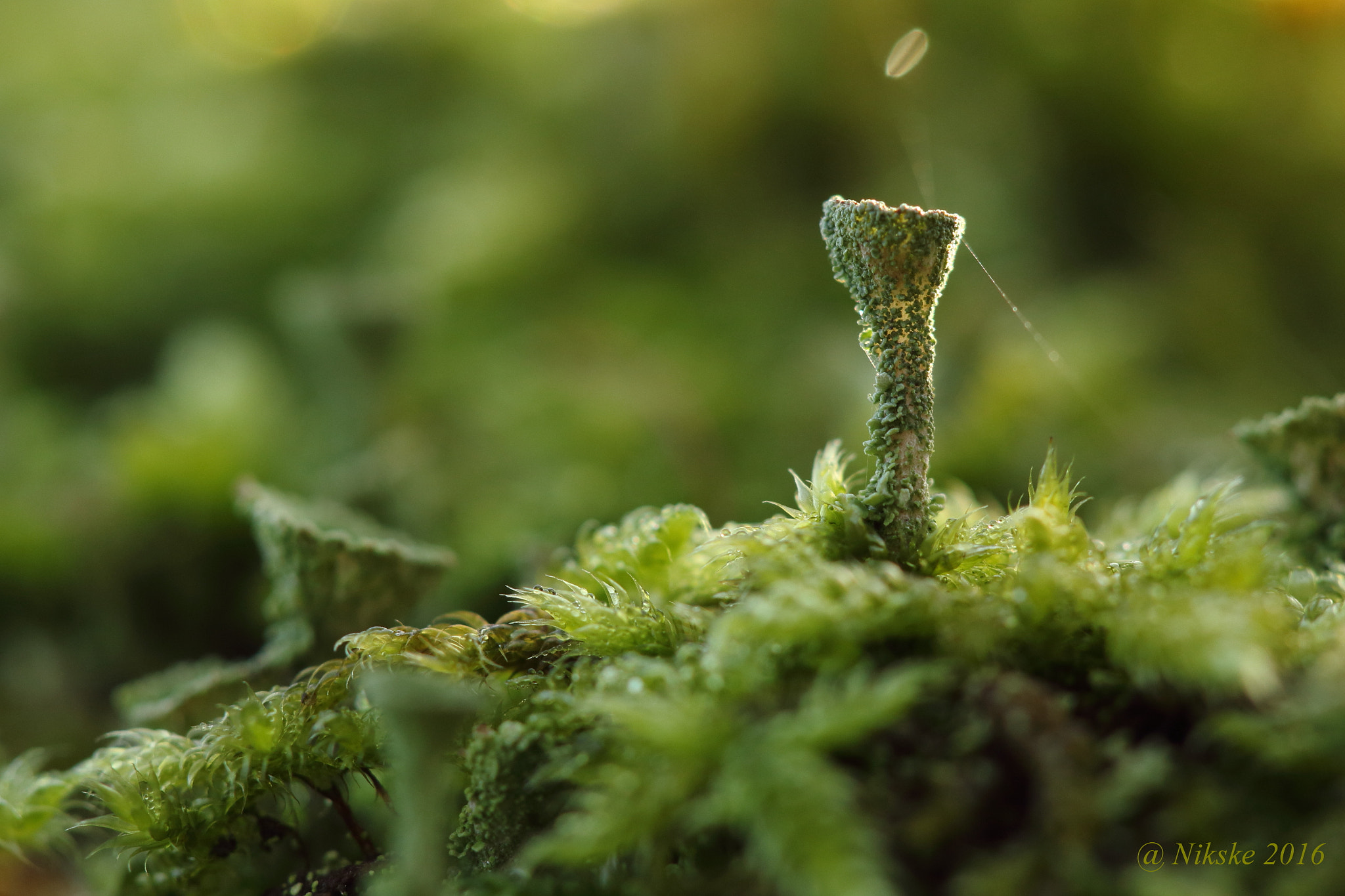 Canon EOS 700D (EOS Rebel T5i / EOS Kiss X7i) + Canon EF 100mm F2.8 Macro USM sample photo. Cup mosses photography