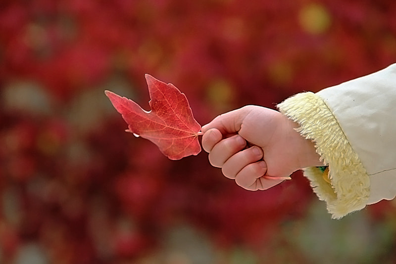 Canon EOS 600D (Rebel EOS T3i / EOS Kiss X5) sample photo. _"this is my favorite leaf..." photography