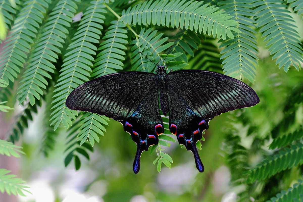 Canon EF 70-300mm F4-5.6L IS USM sample photo. Mahaon photography