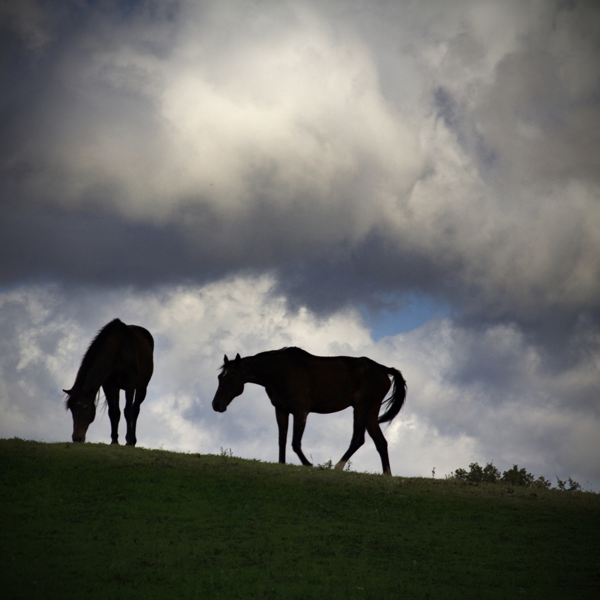 Canon EF 28-105mm f/3.5-4.5 USM sample photo. Horses photography
