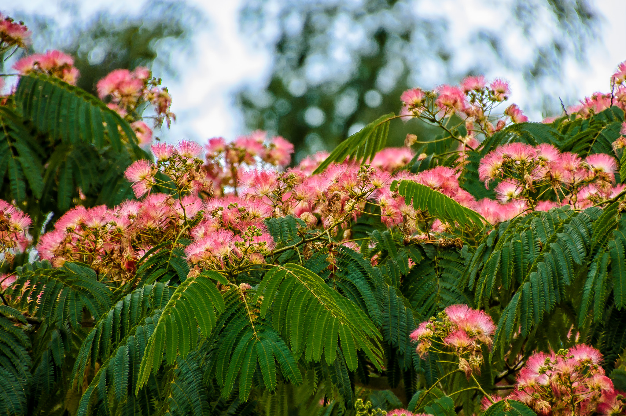 Nikon D50 sample photo. Pink on green photography