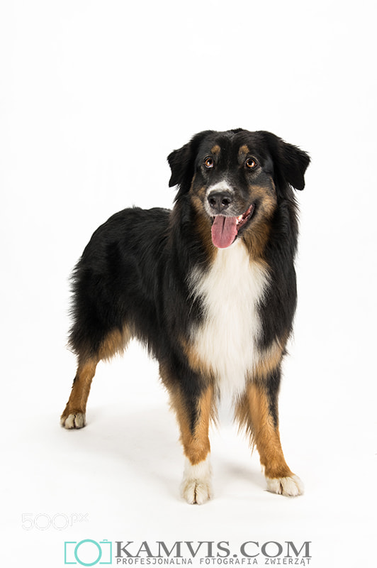 Tamron AF 28-75mm F2.8 XR Di LD Aspherical (IF) sample photo. Lava - the australian shepherd photography