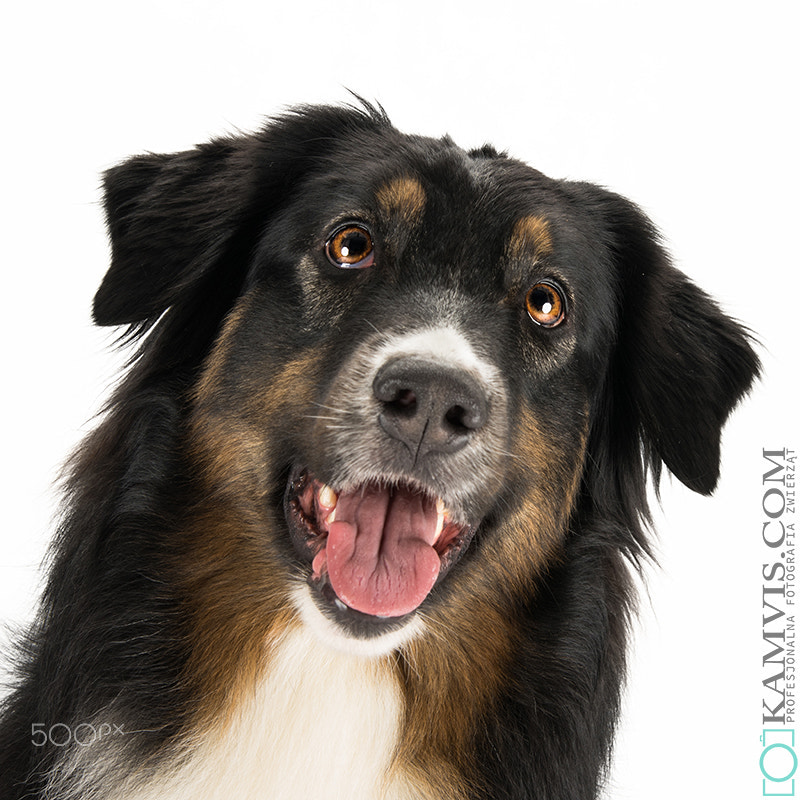 Tamron AF 28-75mm F2.8 XR Di LD Aspherical (IF) sample photo. Lava - the australian shepherd photography