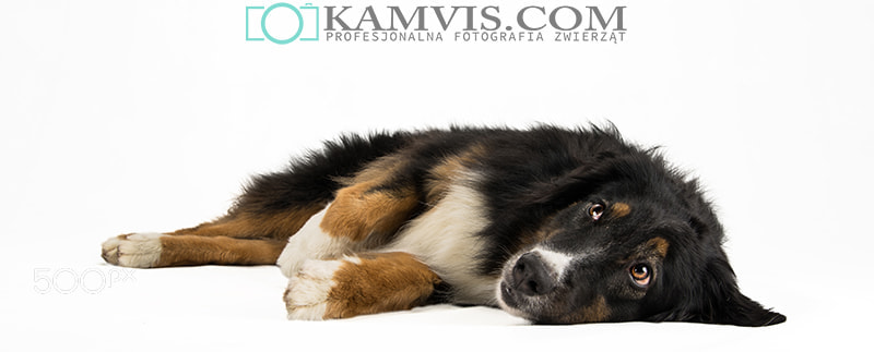Tamron AF 28-75mm F2.8 XR Di LD Aspherical (IF) sample photo. Lava - the australian shepherd photography