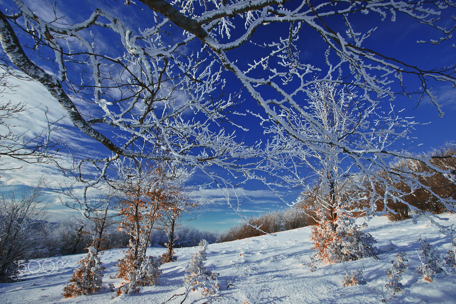 16-35mm F2.8 sample photo. Tree paradise photography