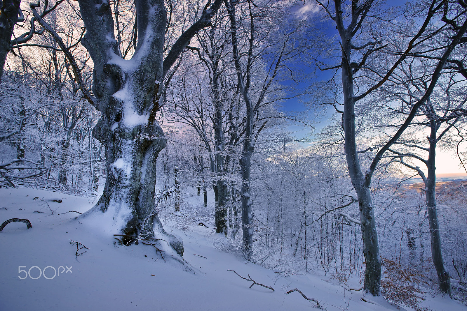 16-35mm F2.8 sample photo. Forest beauty photography