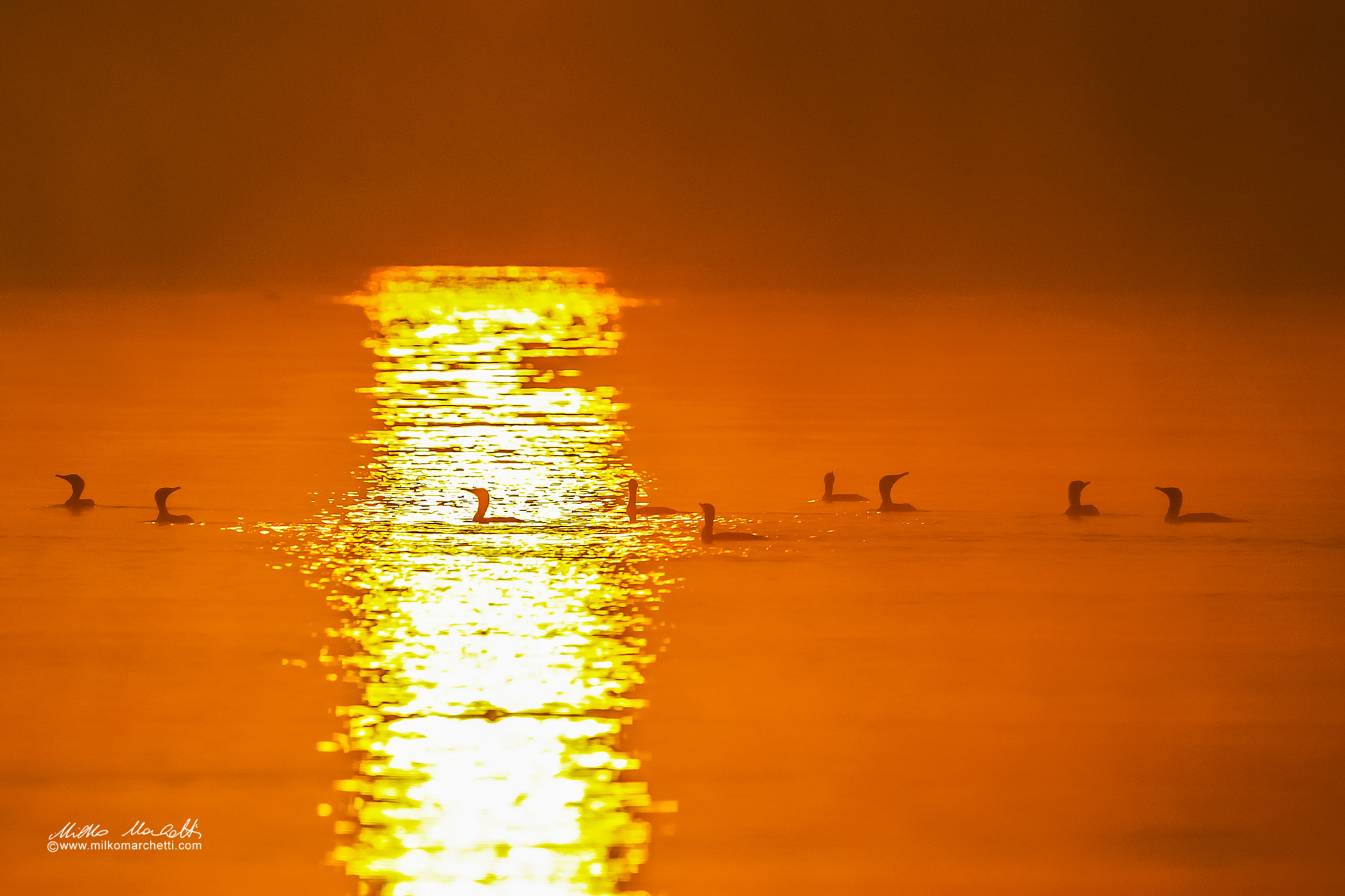 Canon EF 300mm f/2.8L + 1.4x sample photo. Cormorants photography