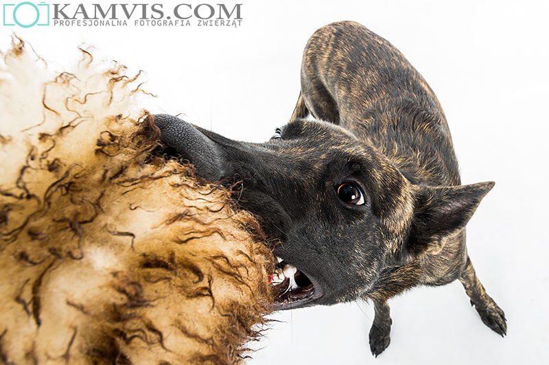 Pentax K-3 sample photo. Dutch shepherd photography