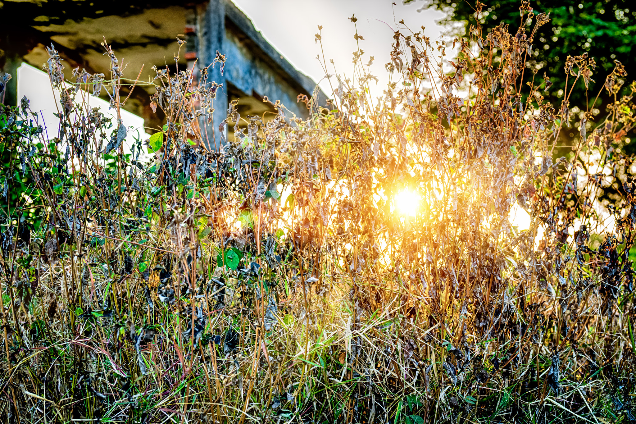 Sony Planar T* 50mm F1.4 ZA SSM sample photo. Edit photography