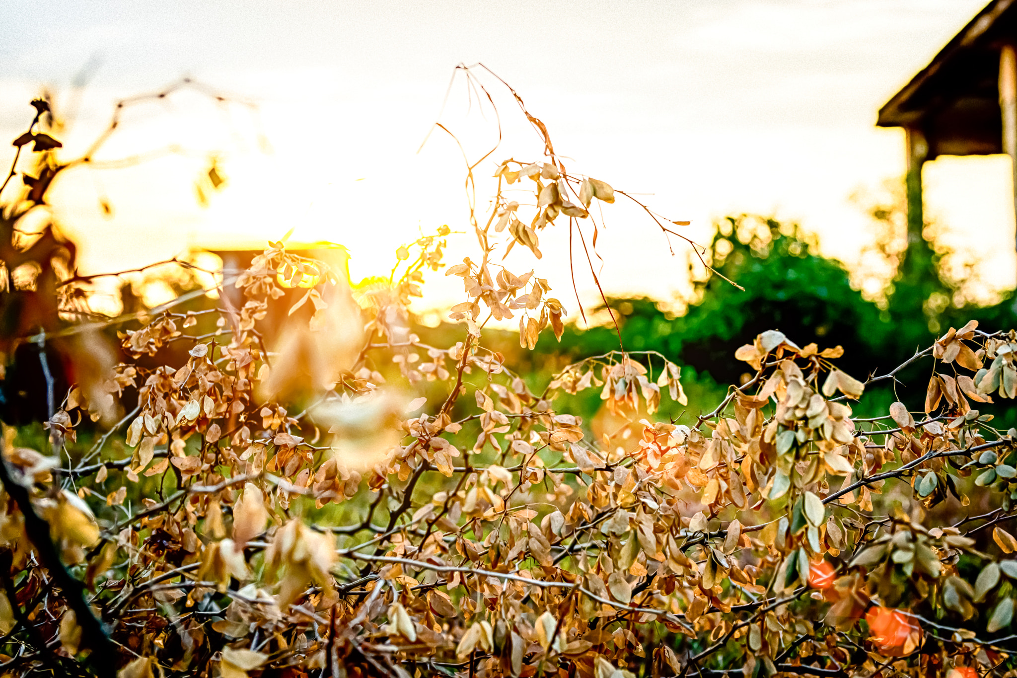 Sony Planar T* 50mm F1.4 ZA SSM sample photo. Edit photography
