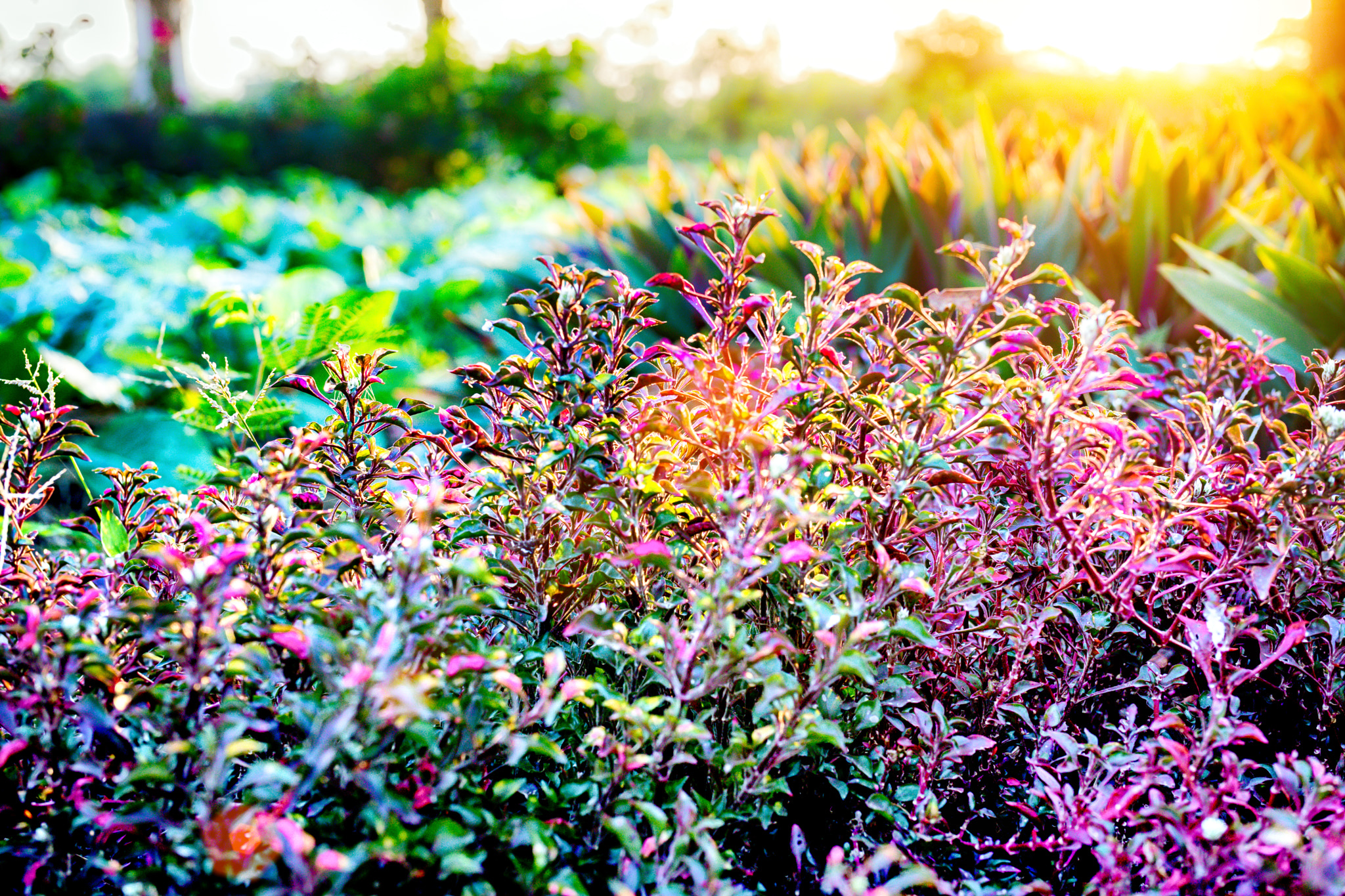 Sony Planar T* 50mm F1.4 ZA SSM sample photo. Edit photography