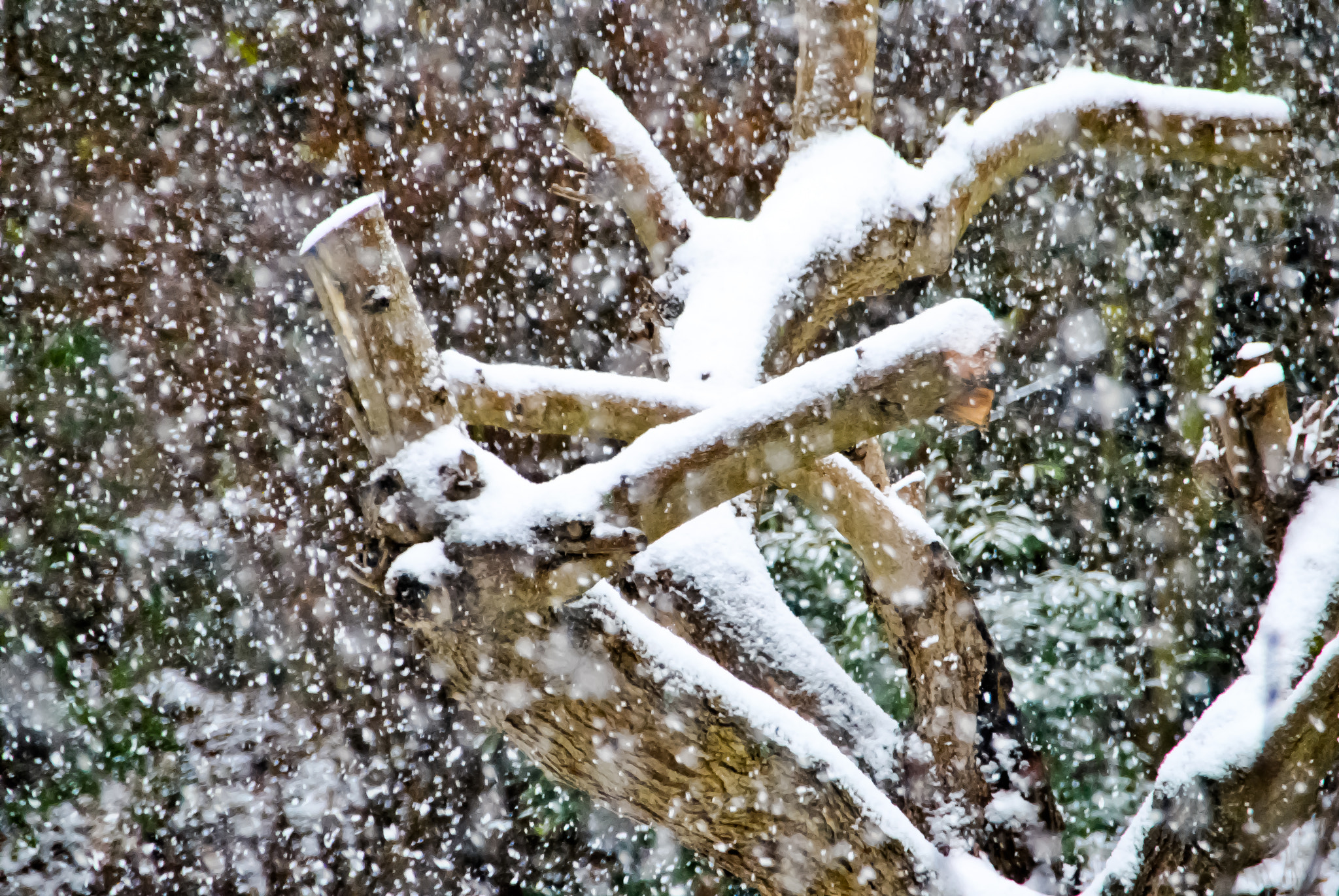 Sigma 18-250mm F3.5-6.3 DC OS HSM sample photo. Winter 2011 photography