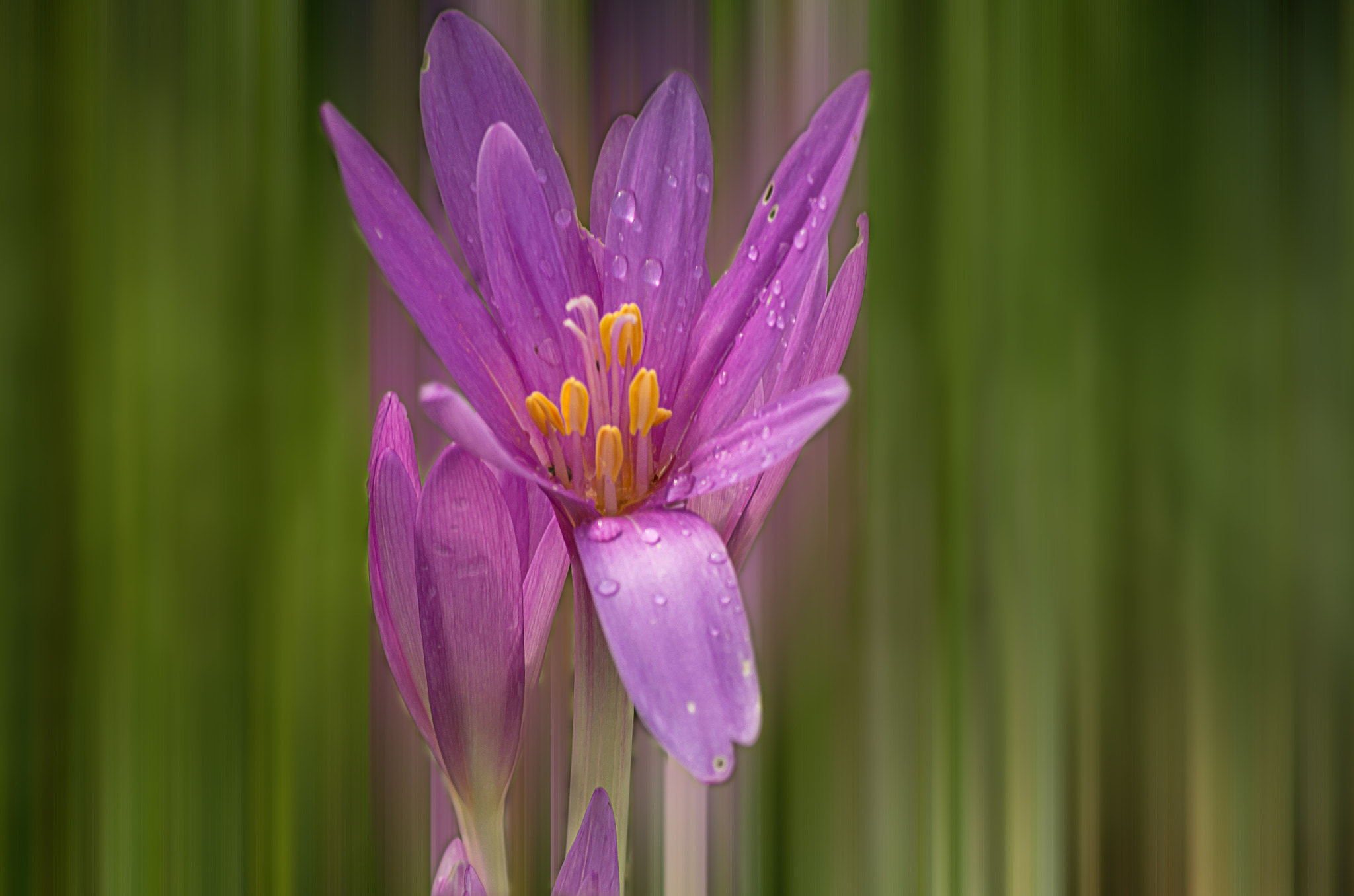 Pentax smc DA 55-300mm F4.0-5.8 ED sample photo. Flower photography
