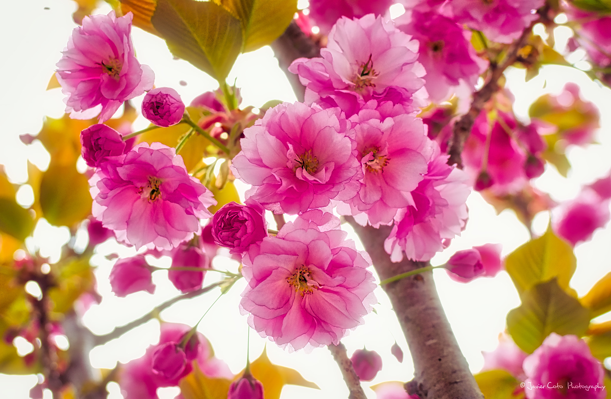 Leica X Vario sample photo