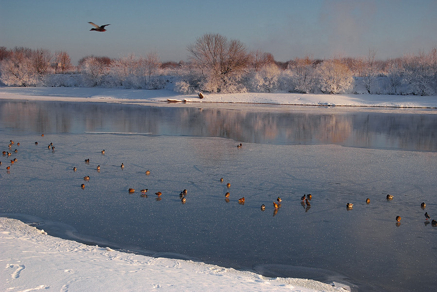 Pentax K110D sample photo. Duck on river. photography