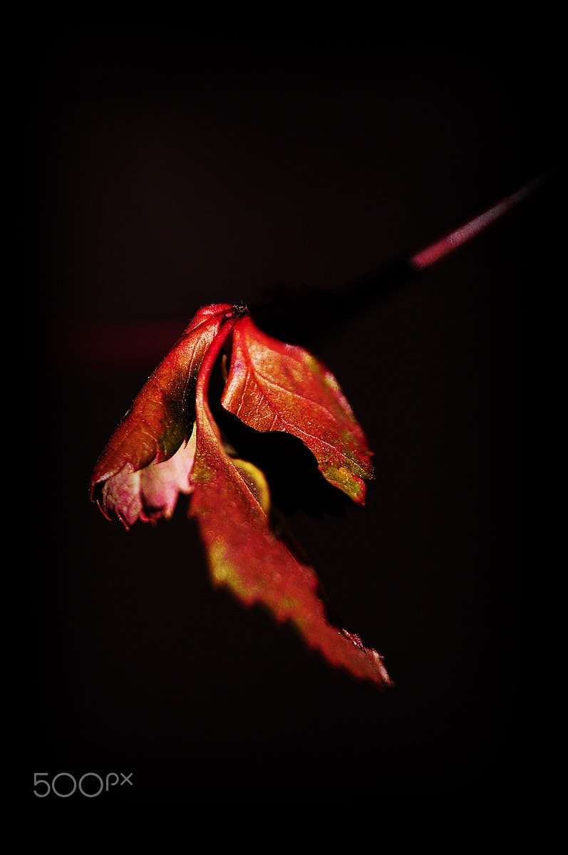 Sigma 150mm F2.8 EX DG Macro HSM sample photo. Red leaf photography