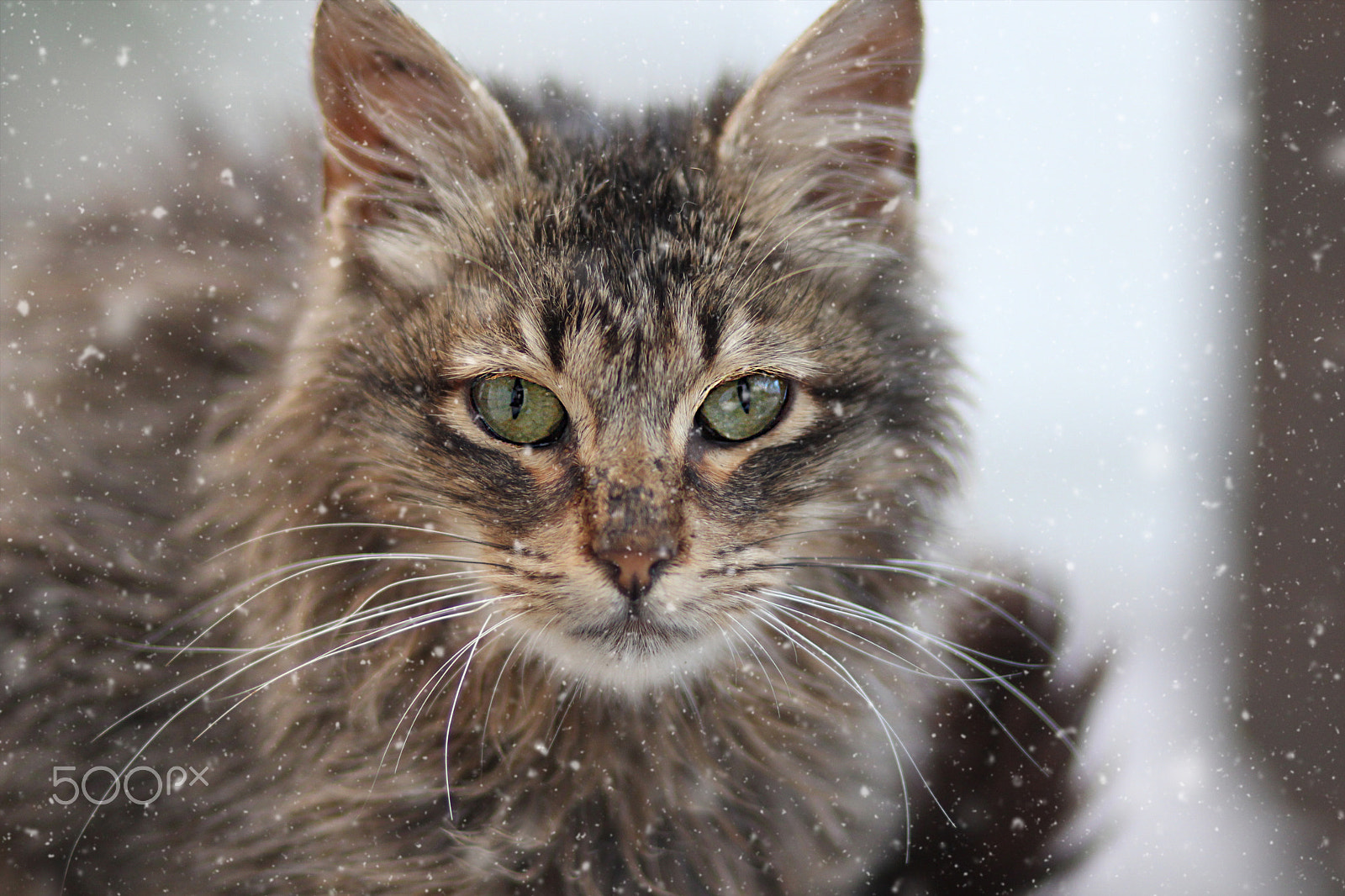 Canon EOS 650D (EOS Rebel T4i / EOS Kiss X6i) sample photo. Neighborhood cats photography