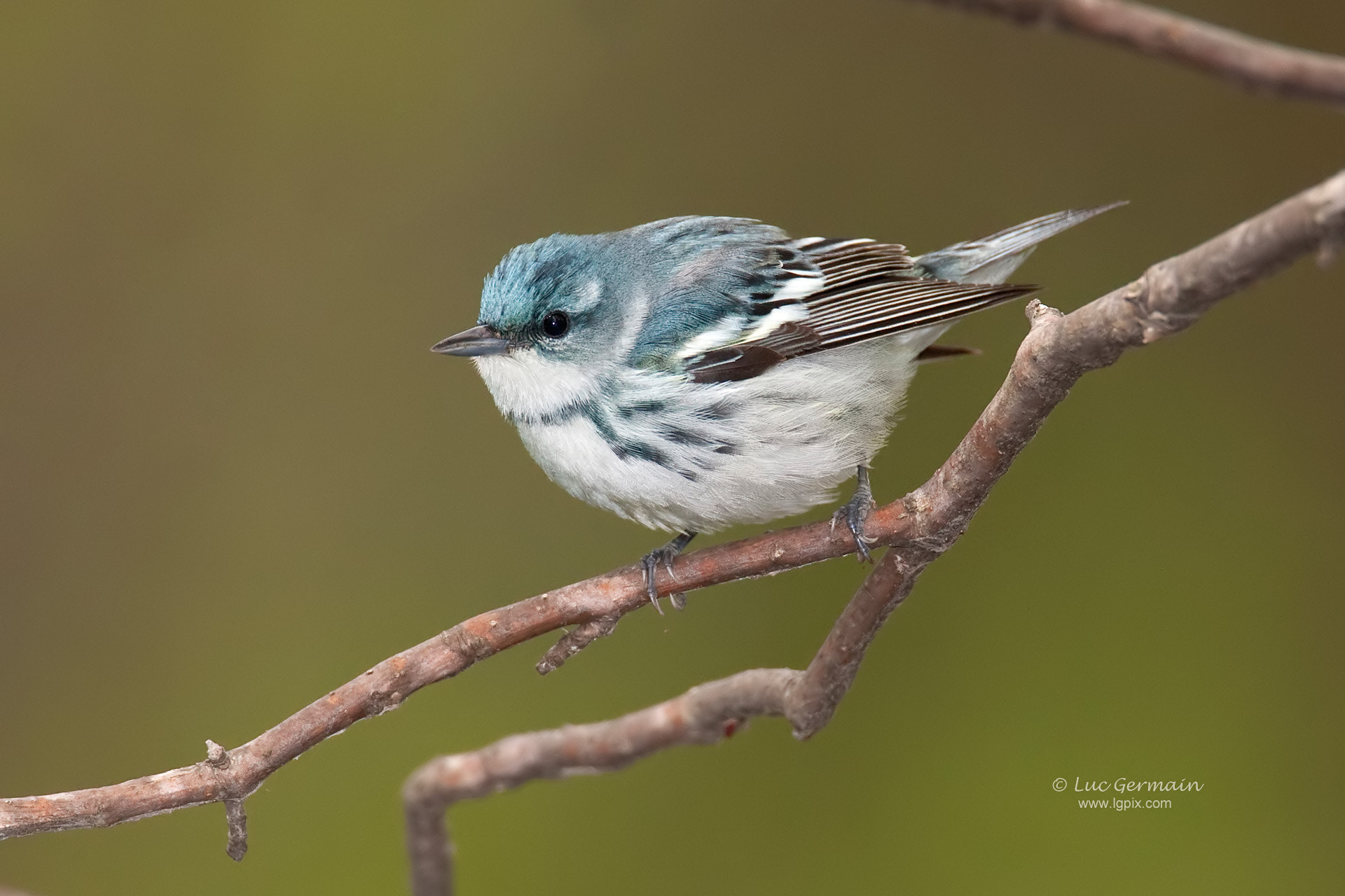 Canon EF 500mm F4L IS USM sample photo. Cerulean warbler photography