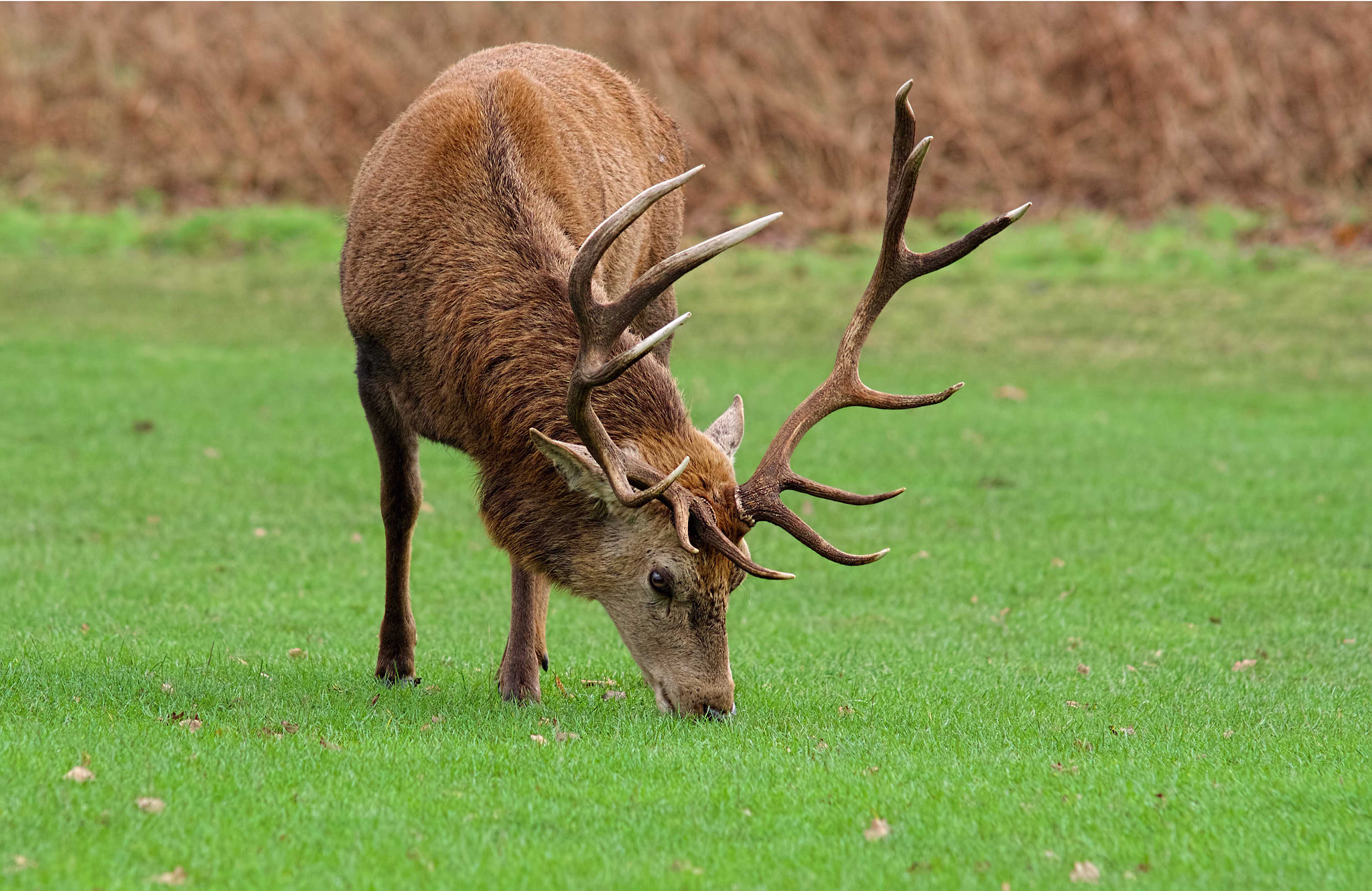 Sony ILCA-77M2 + Minolta AF 300mm F2.8 HS-APO G sample photo. Red deer photography