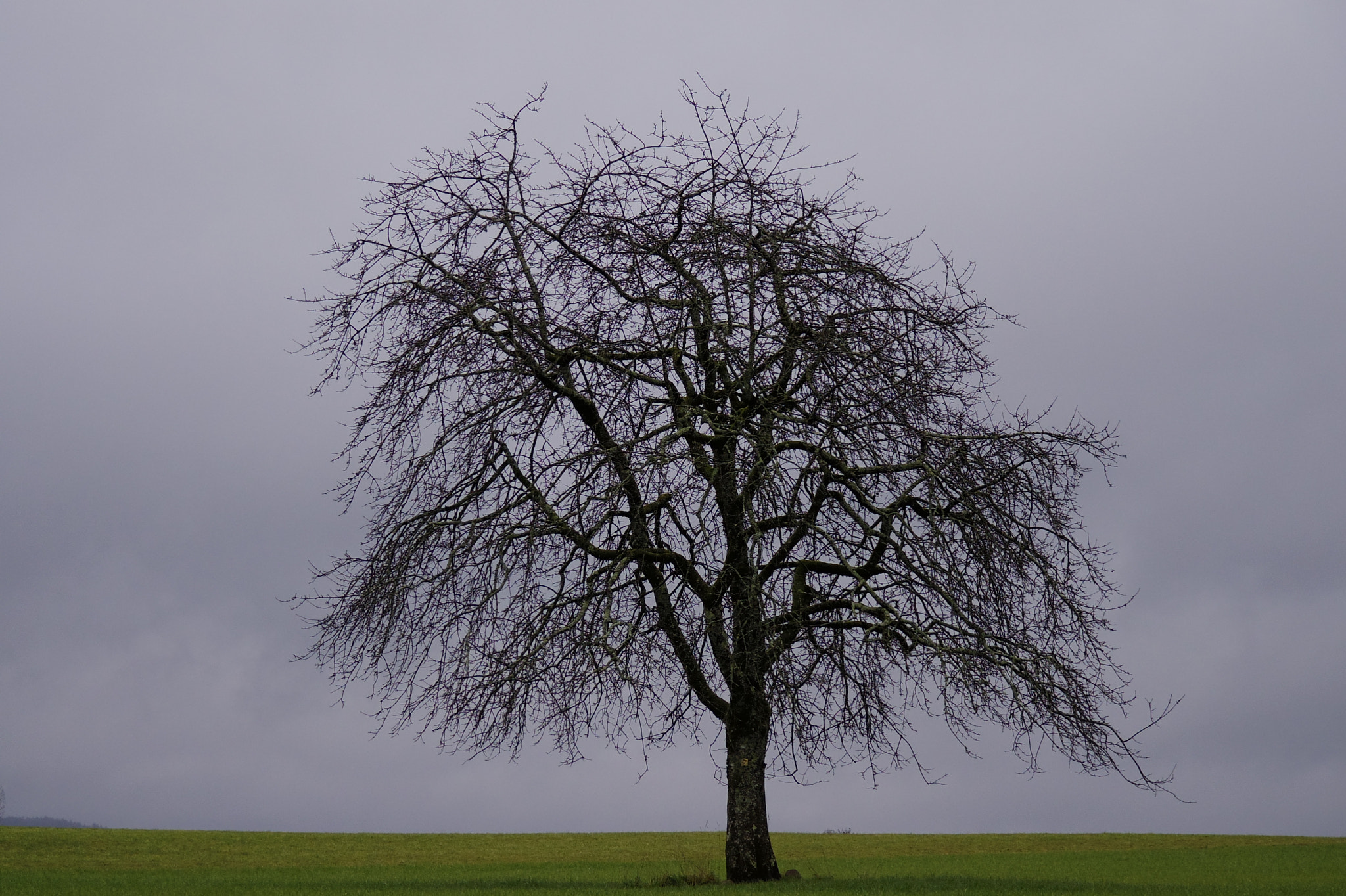 Pentax 06 Telephoto 15-45mm sample photo. Lone tree photography