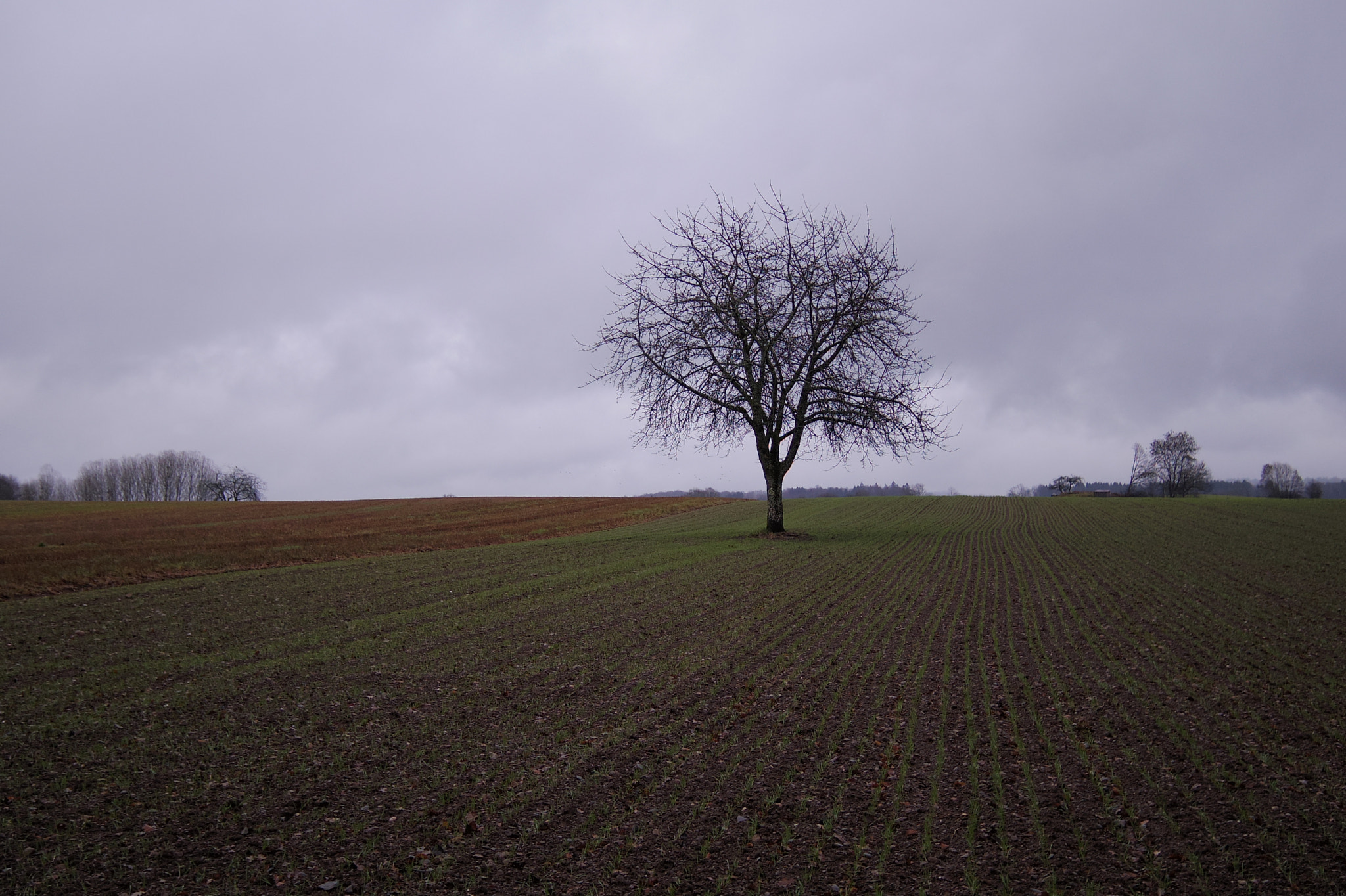 Pentax 01 Standard Prime sample photo. Lone tree 2 photography