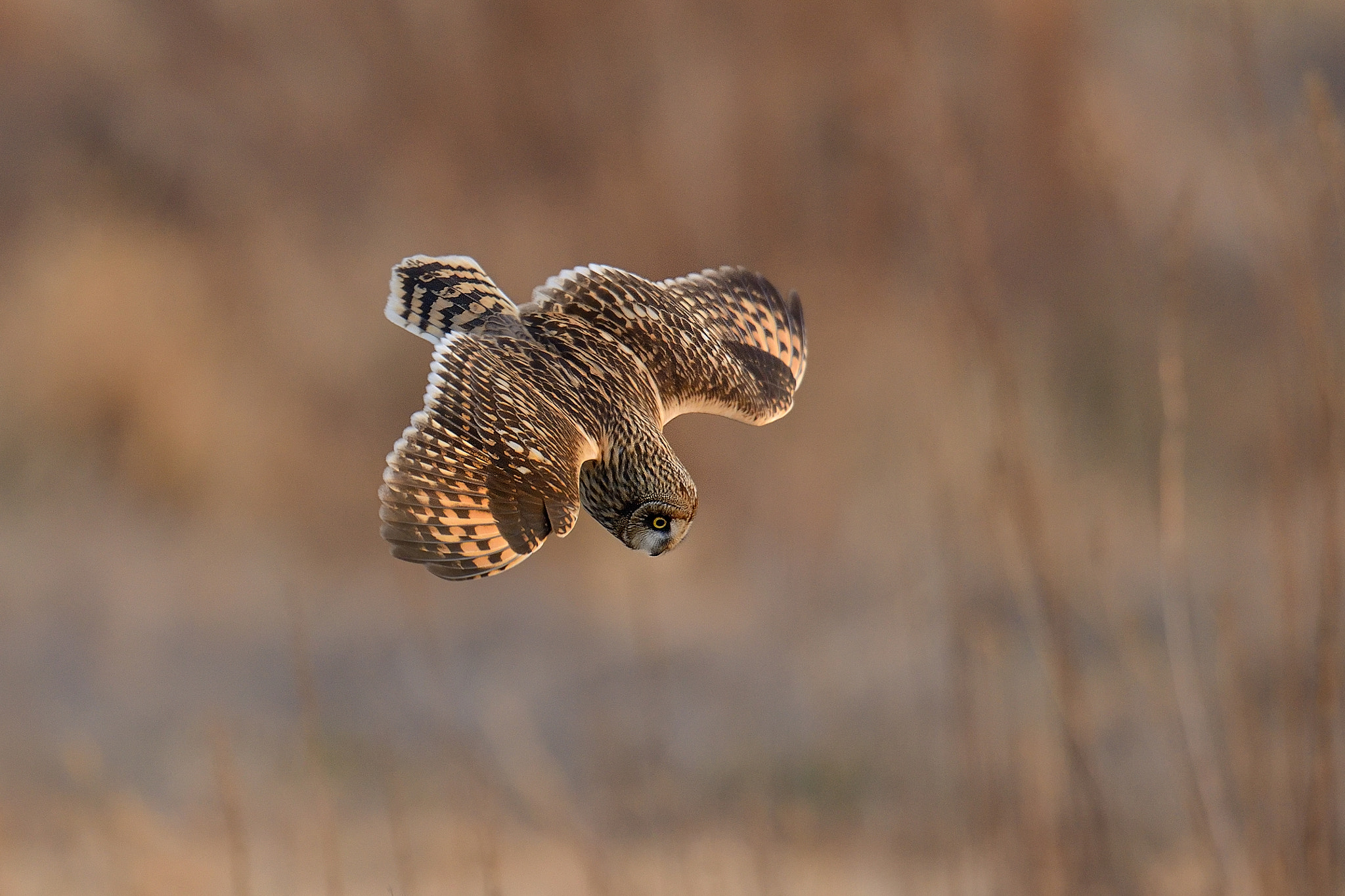 Nikon D800 + Nikon AF-S Nikkor 600mm F4G ED VR sample photo. Dive！ photography