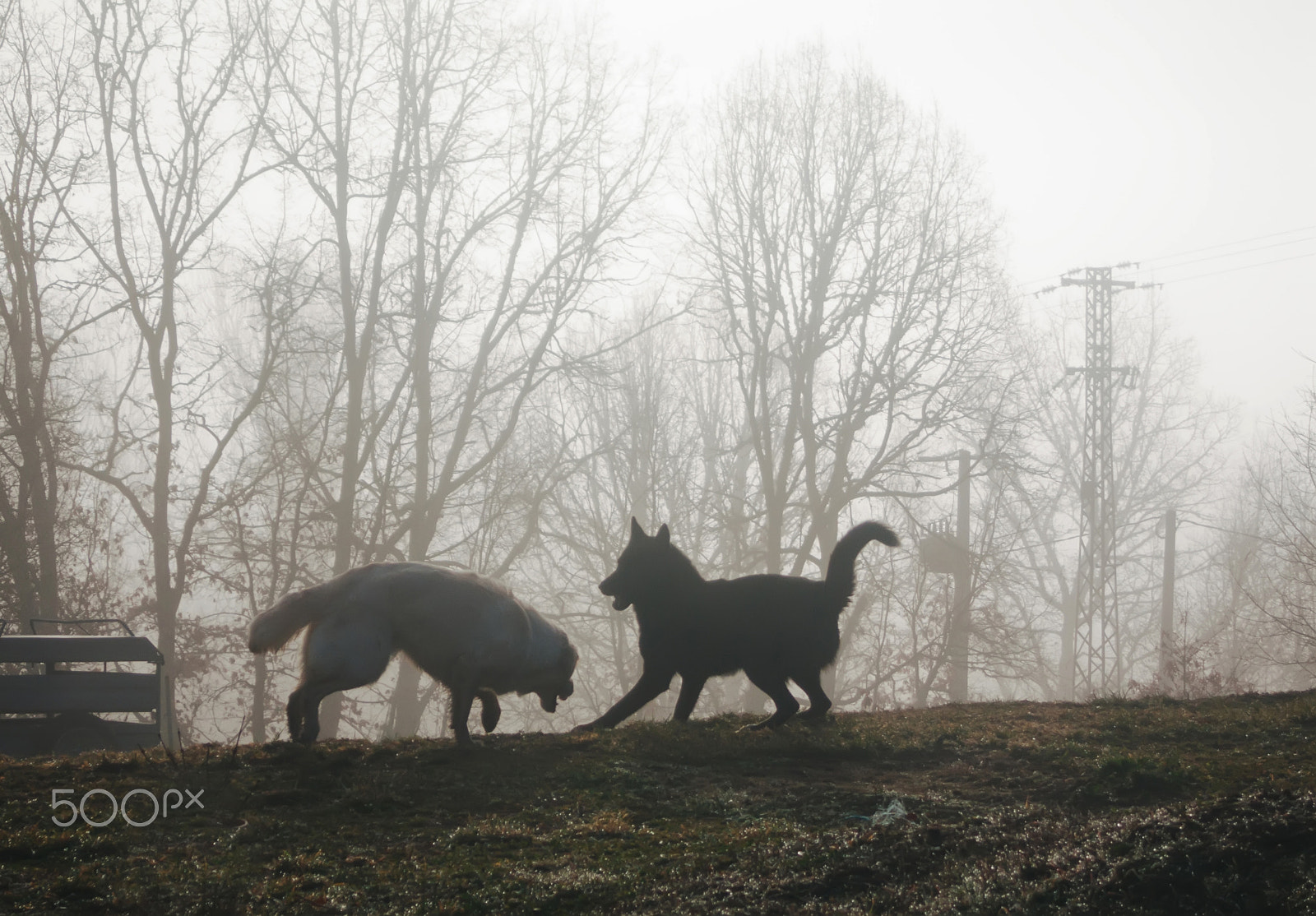 Canon POWERSHOT S70 sample photo. Two dogs playing in the mist at sunrise photography